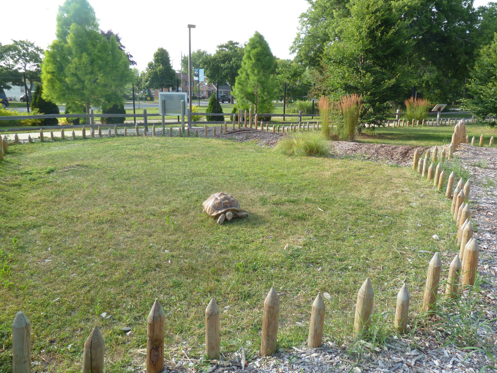 African Spurred Tortoise Exhibit