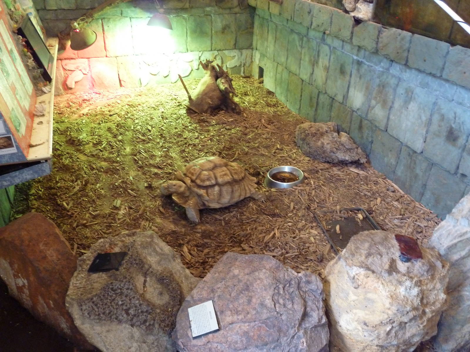 African Spurred Tortoise Exhibit