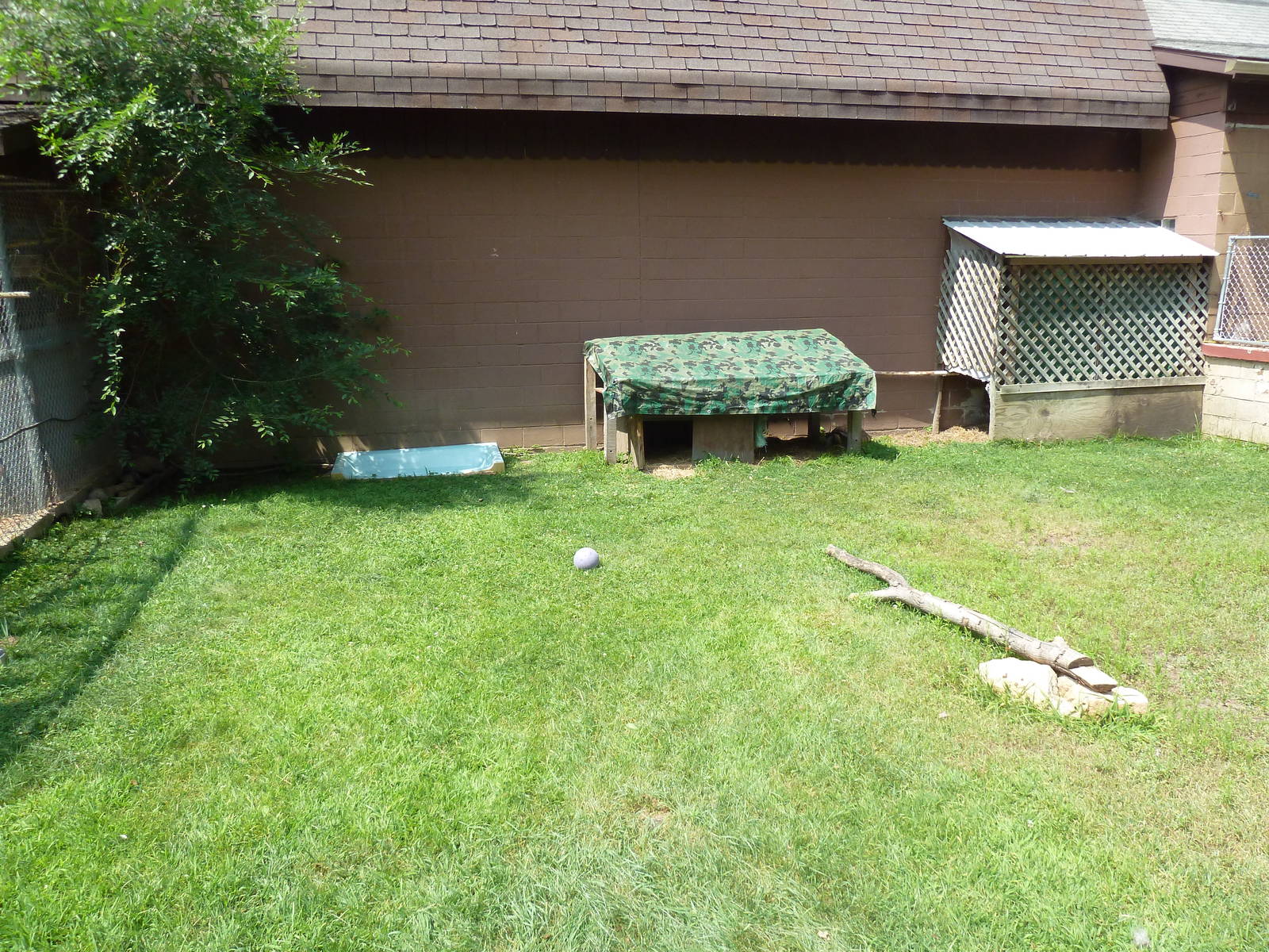 African Spurred Tortoise Exhibit