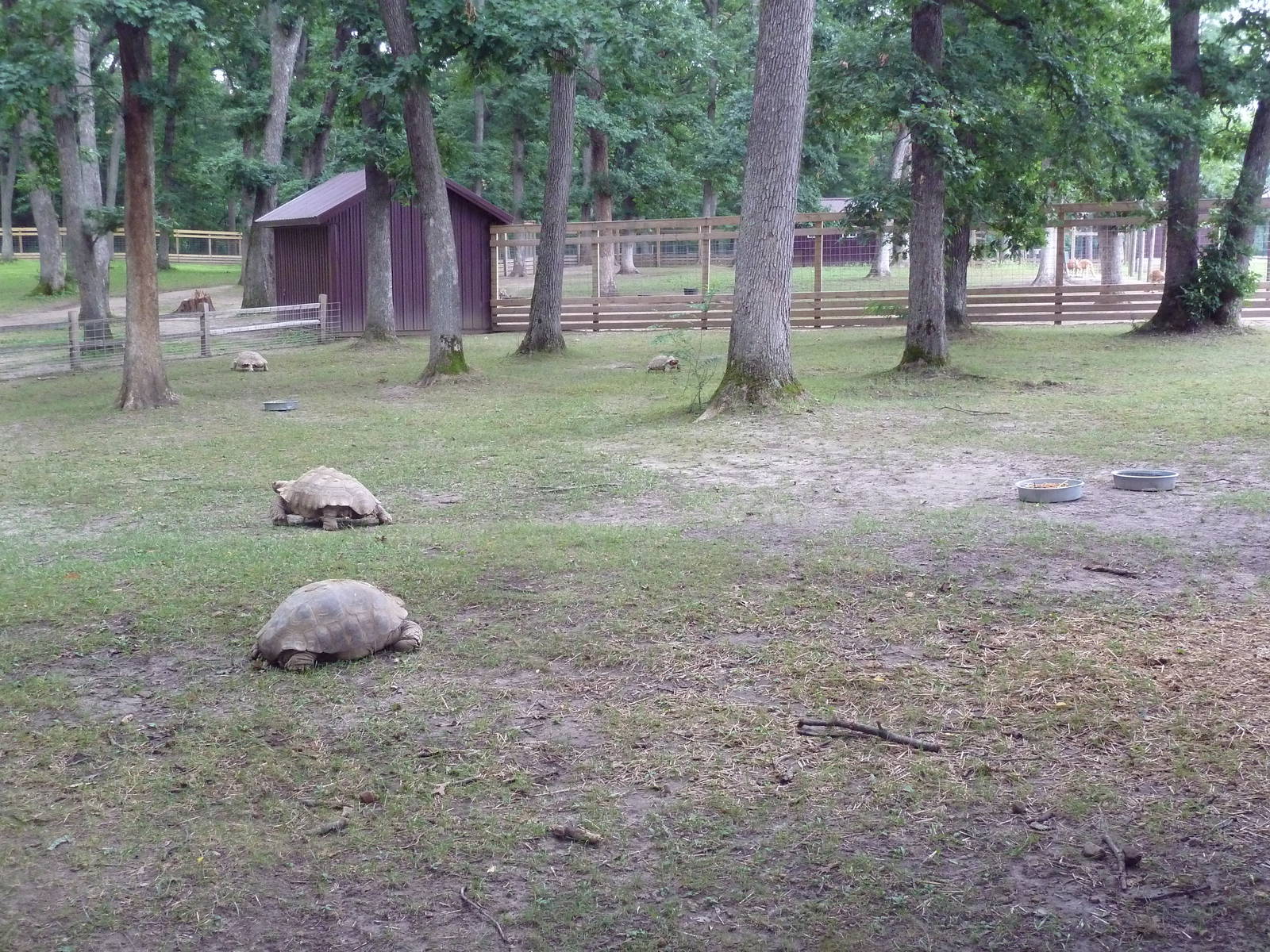 African Spurred Tortoise Exhibit