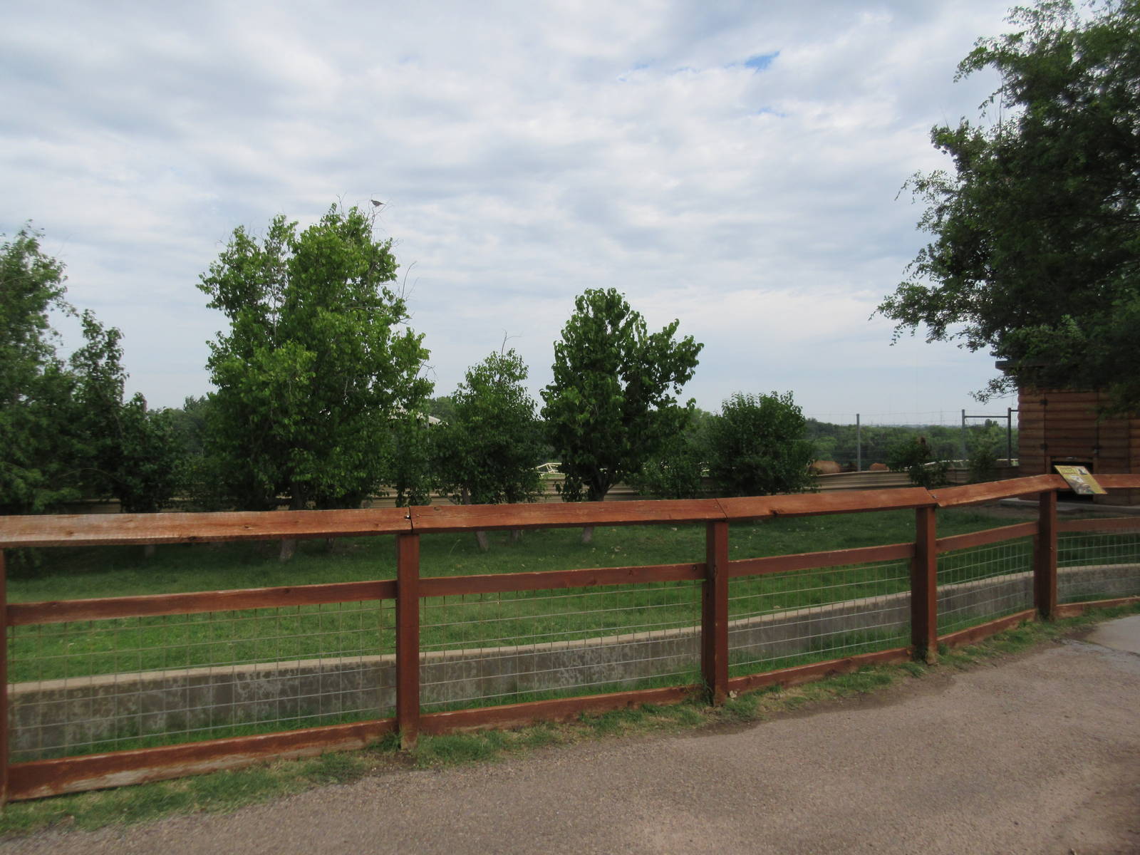 African Spurred Tortoise Exhibit