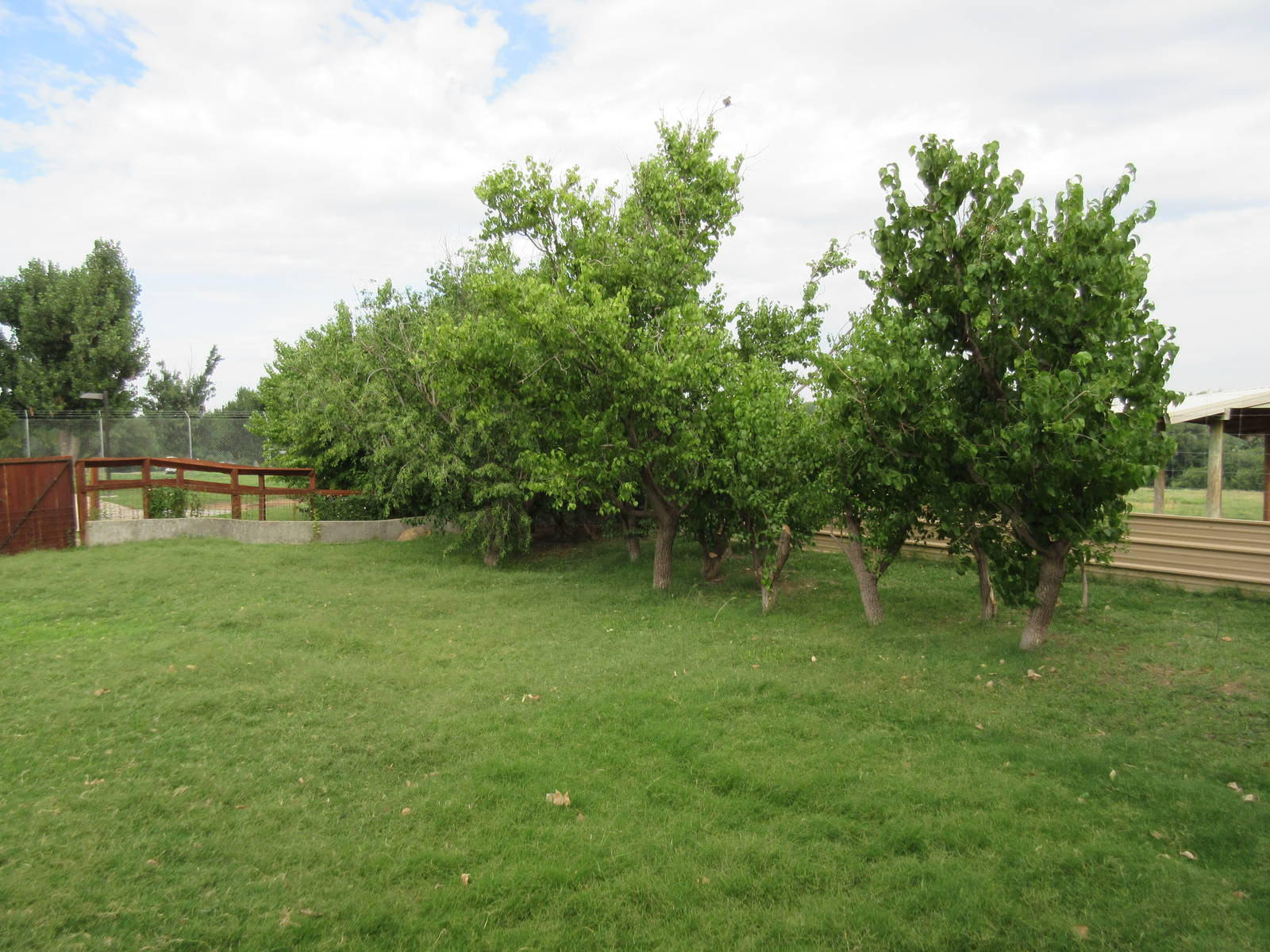 African Spurred Tortoise Exhibit