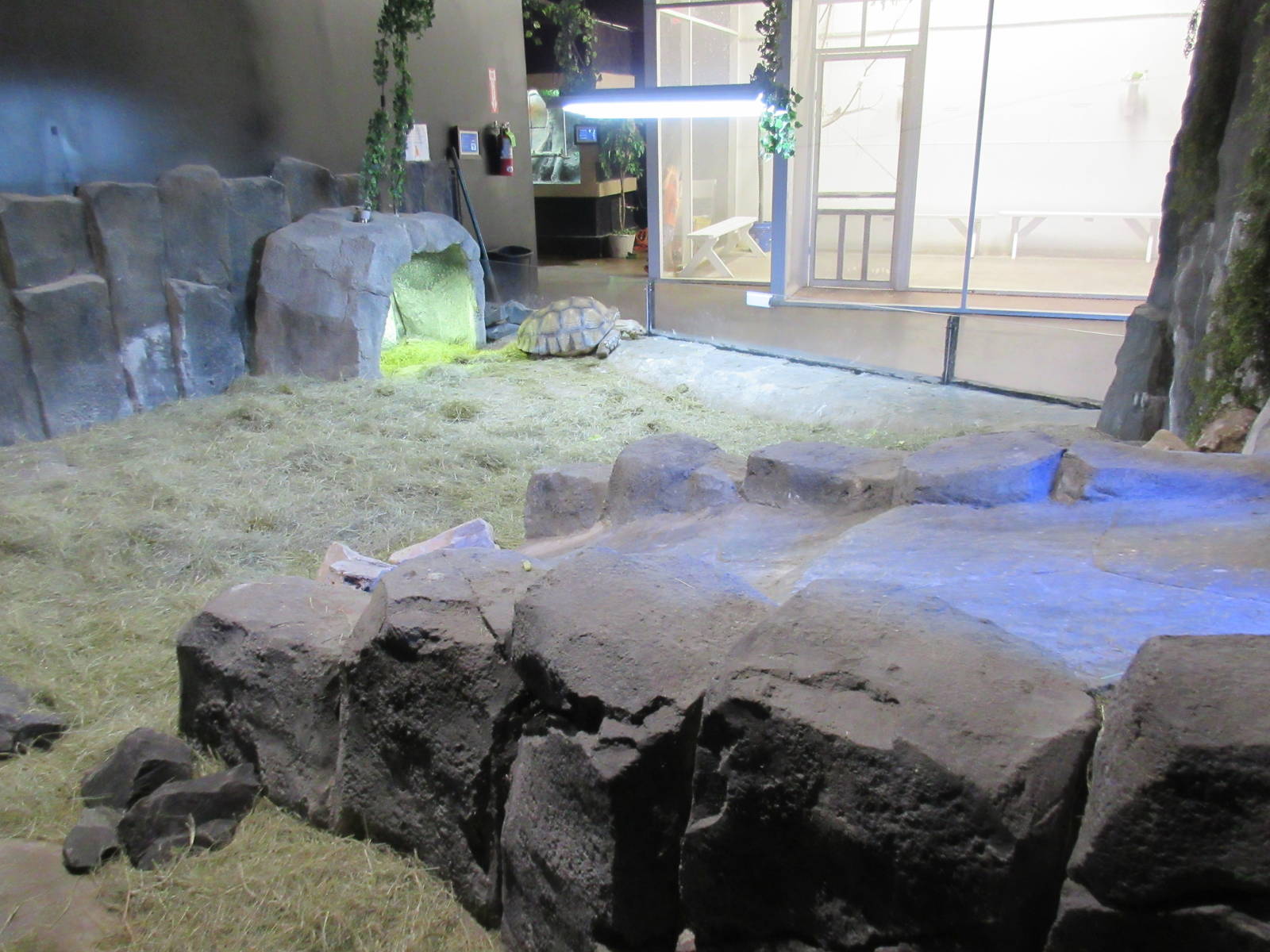 African Spurred Tortoise Exhibit