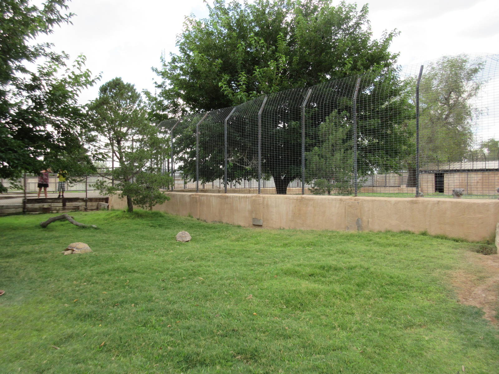 African Spurred Tortoise Exhibit