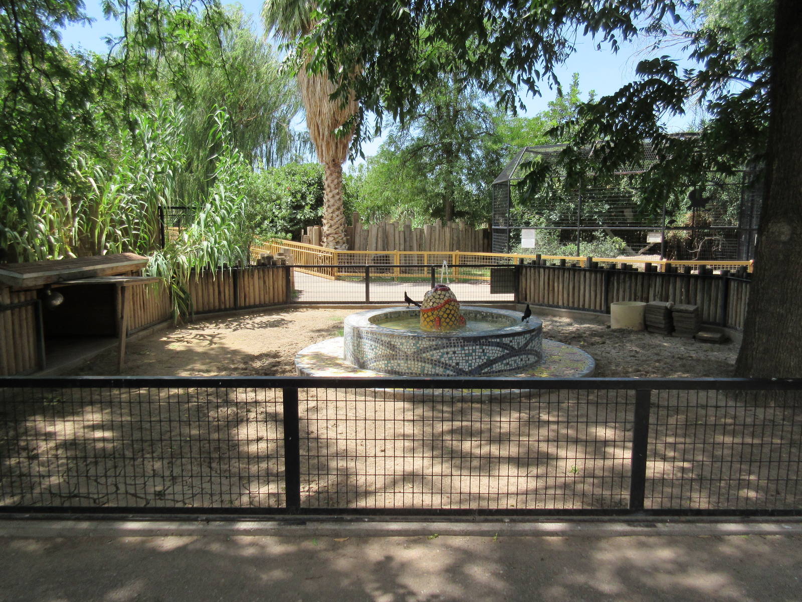 African Spurred Tortoise Exhibit
