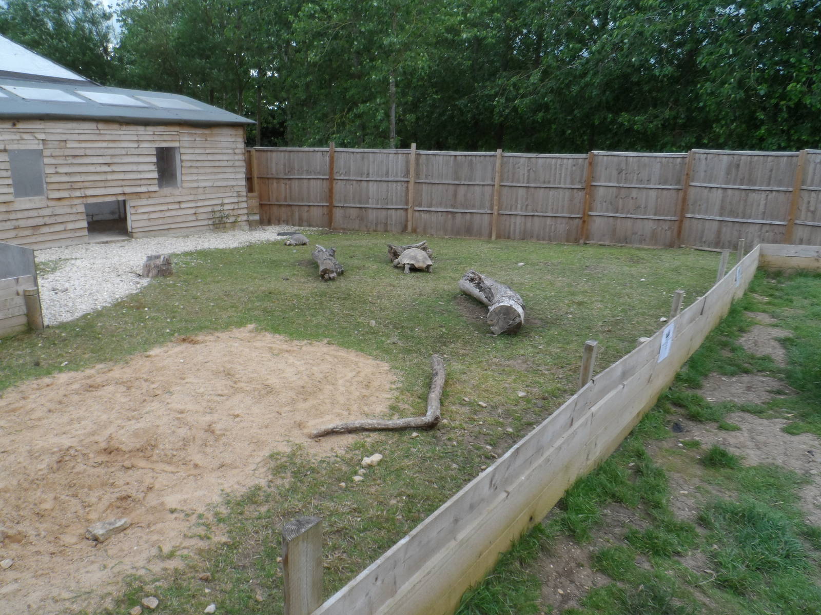 African Spurred Tortoise Exhibit