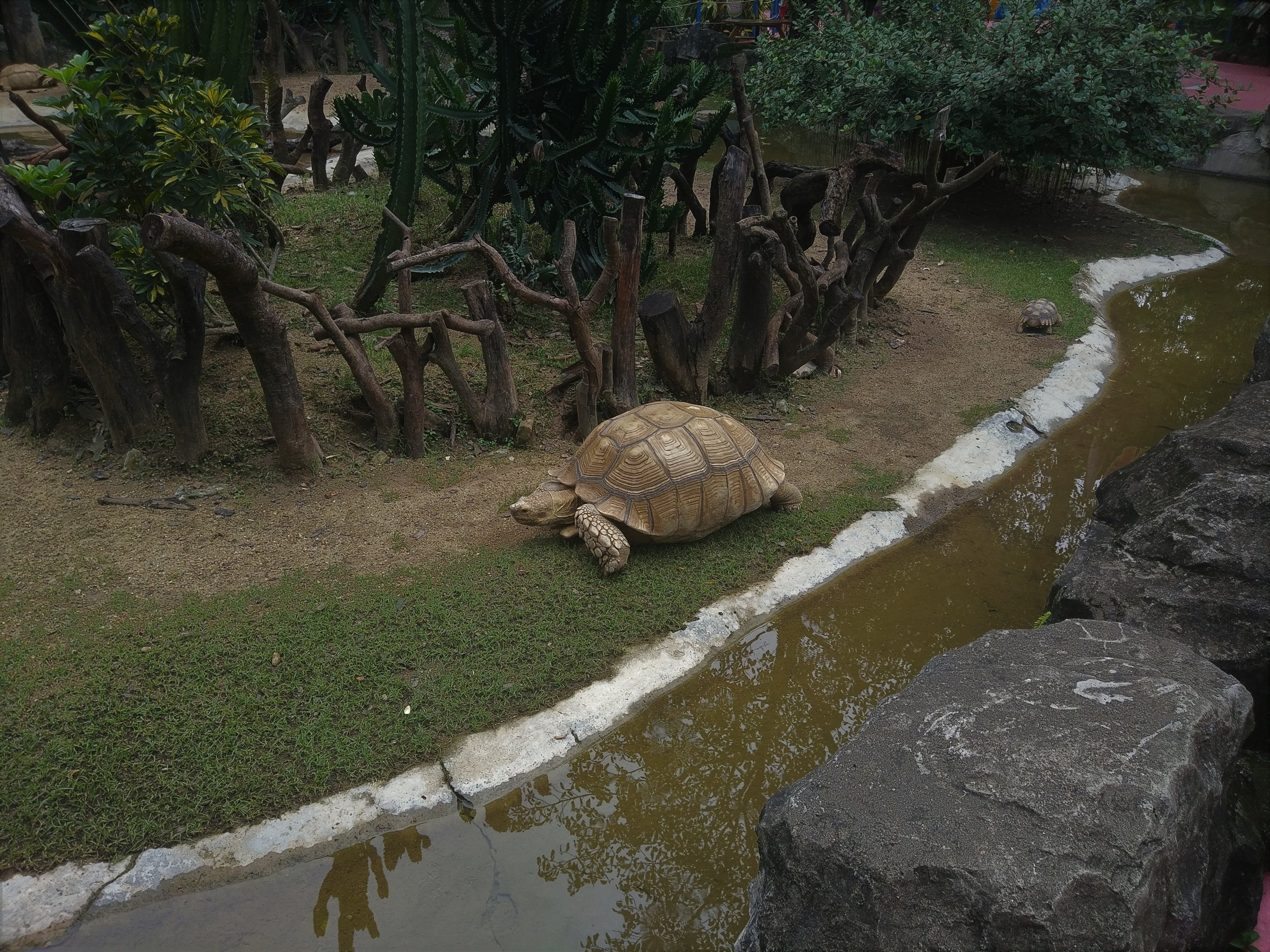 African Spurred Tortoise Exhibit
