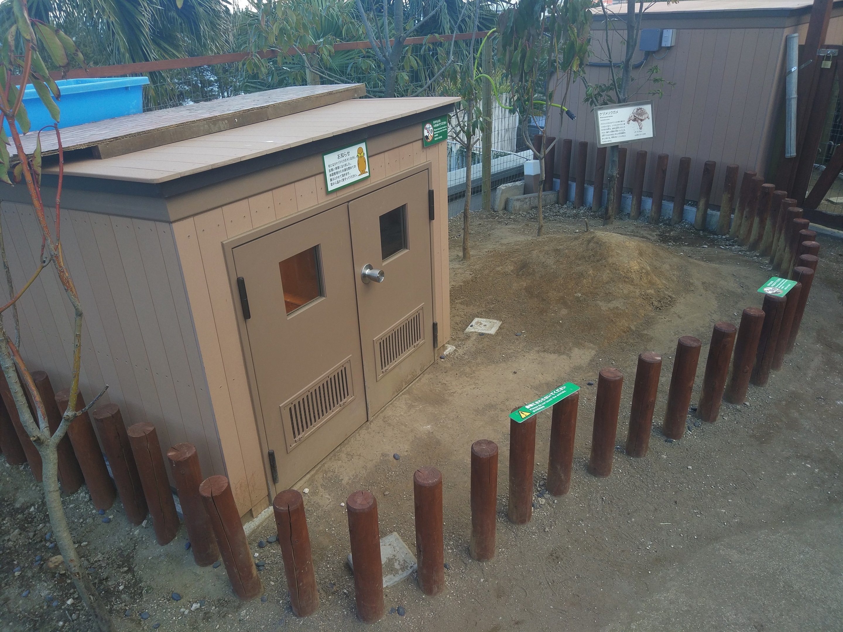 African Spurred Tortoise Exhibit