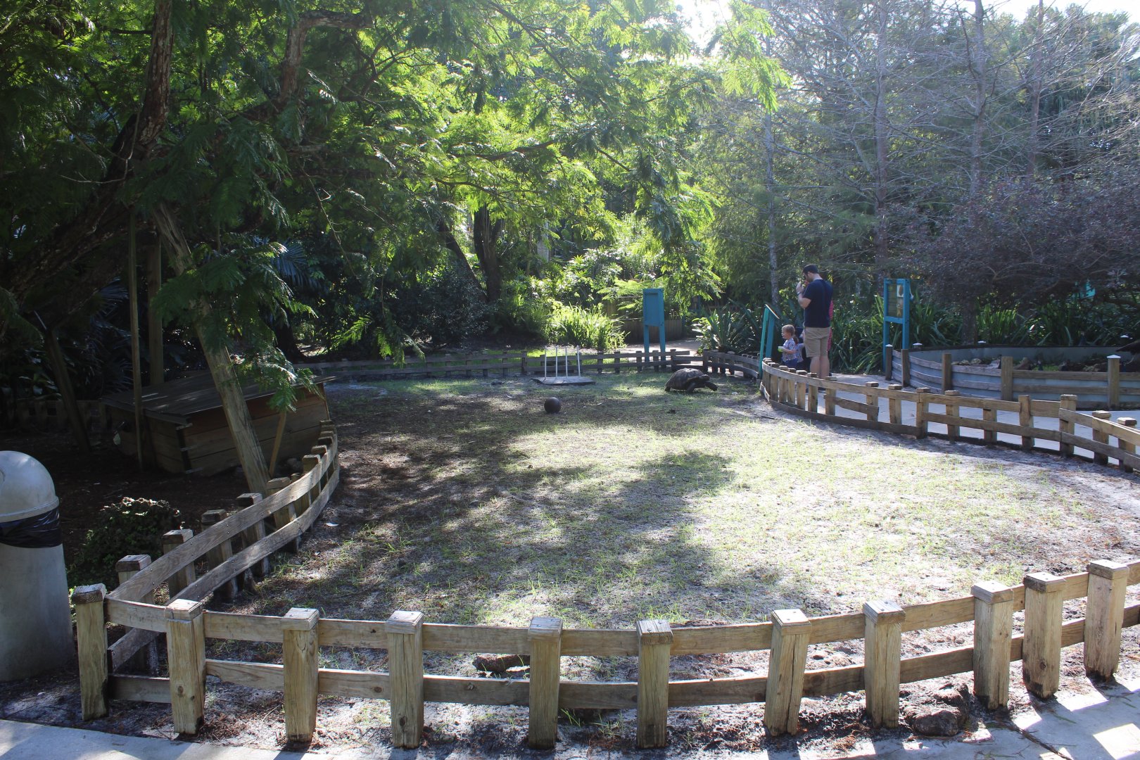 African Spurred Tortoise Exhibit