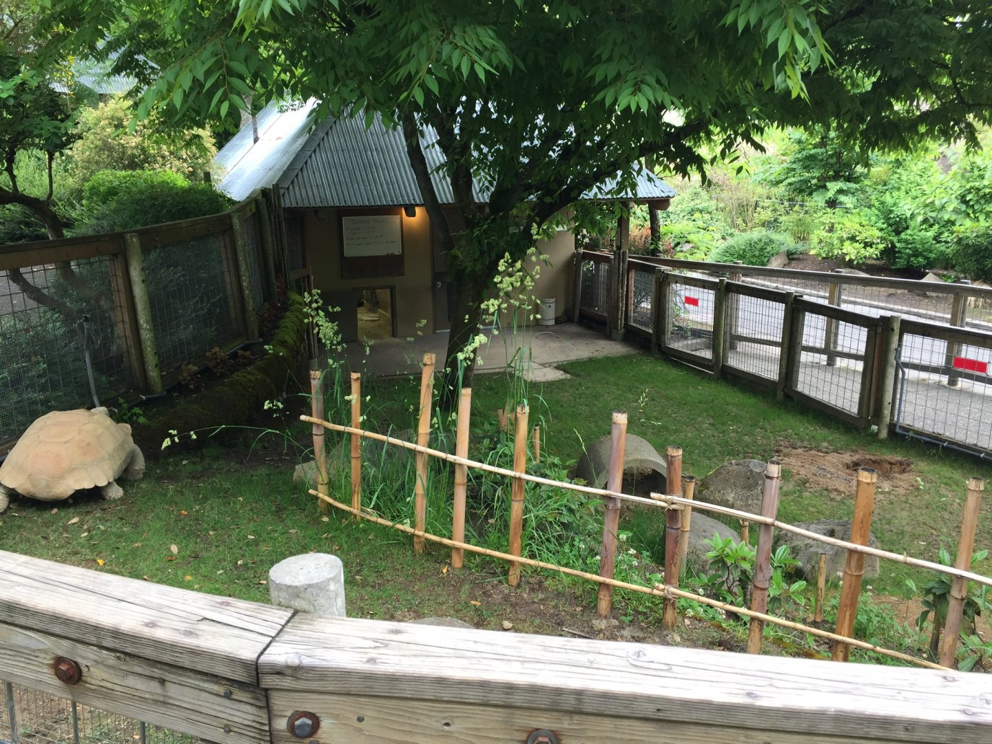 African Spurred Tortoise Exhibit