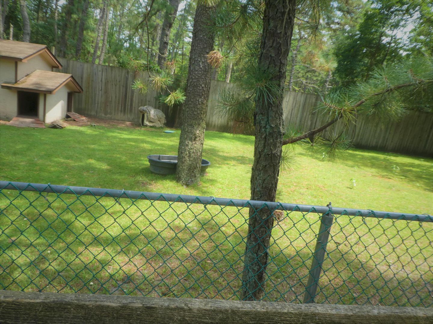 African Spurred Tortoise Exhibit