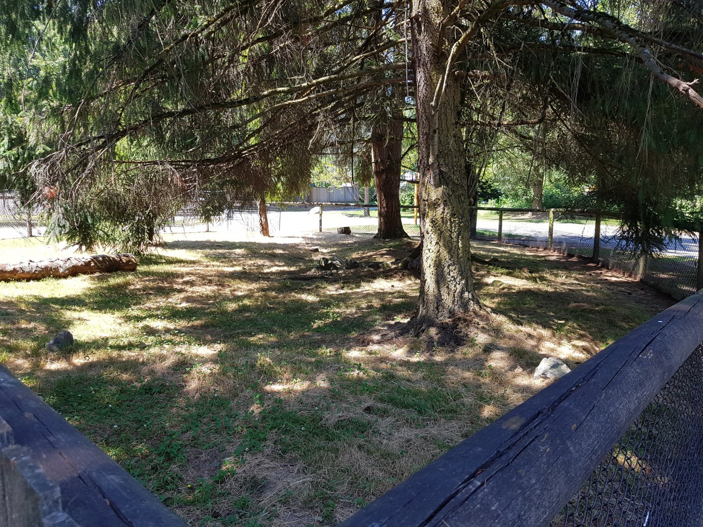 African Spurred Tortoise Exhibit