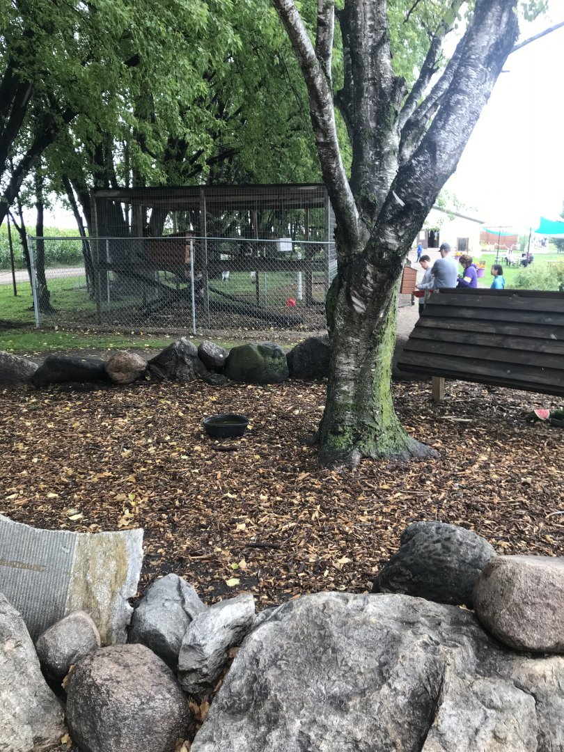 African Spurred Tortoise Exhibit