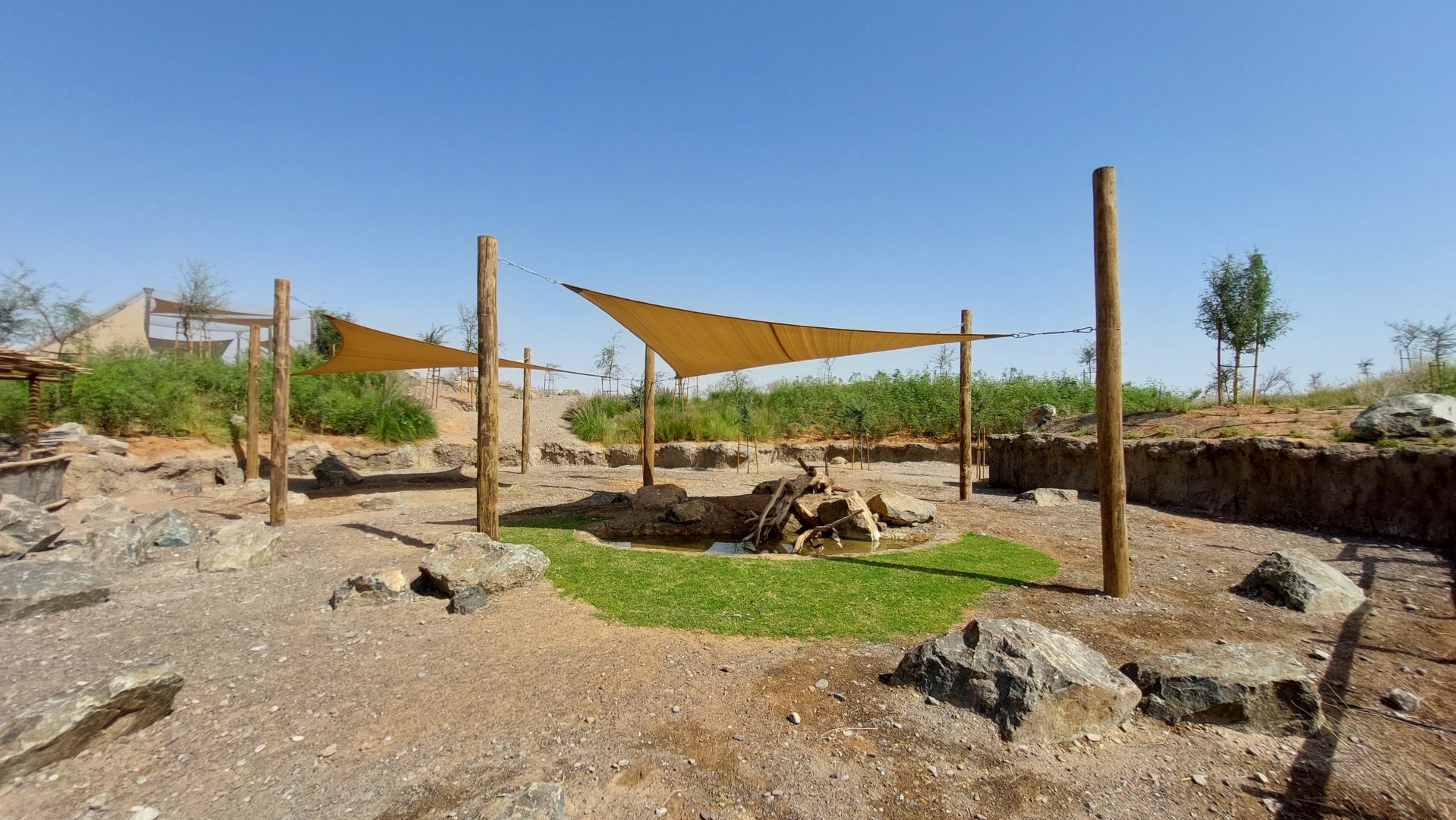 African Spurred Tortoise exhibit