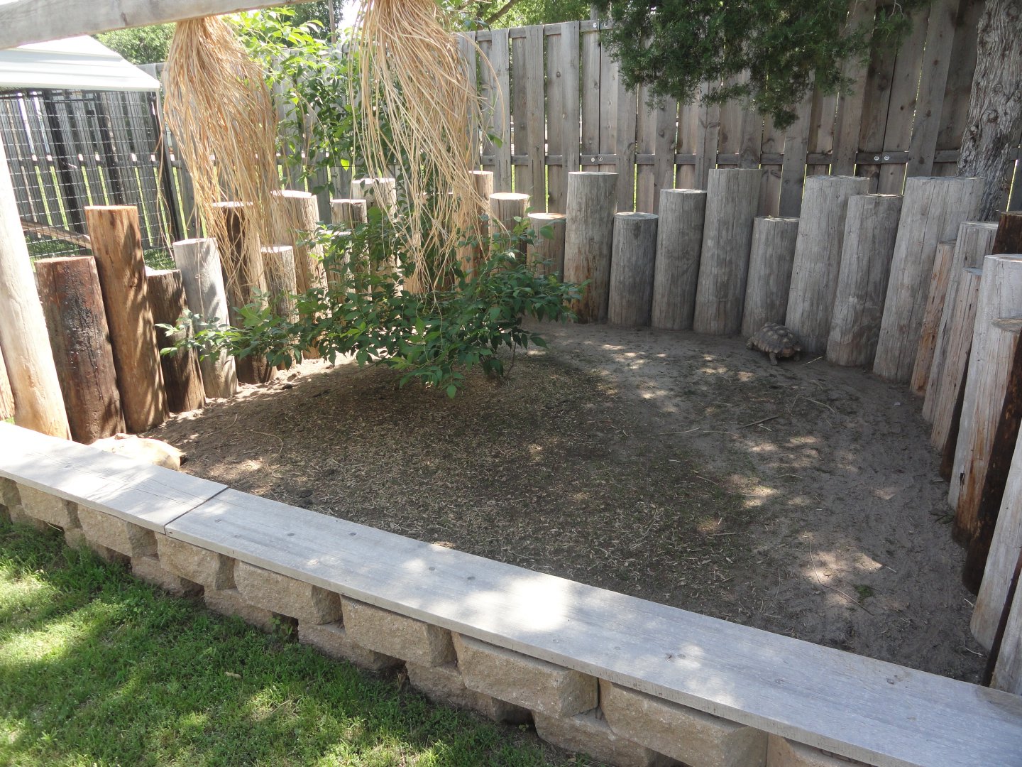 African Spurred Tortoise Exhibit