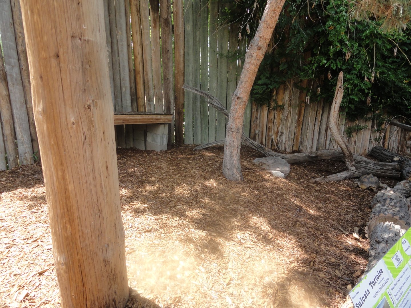 African Spurred Tortoise Exhibit