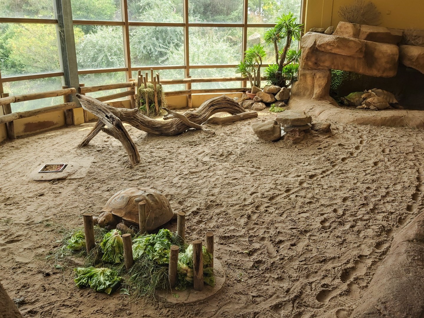 African spurred tortoise exhibit