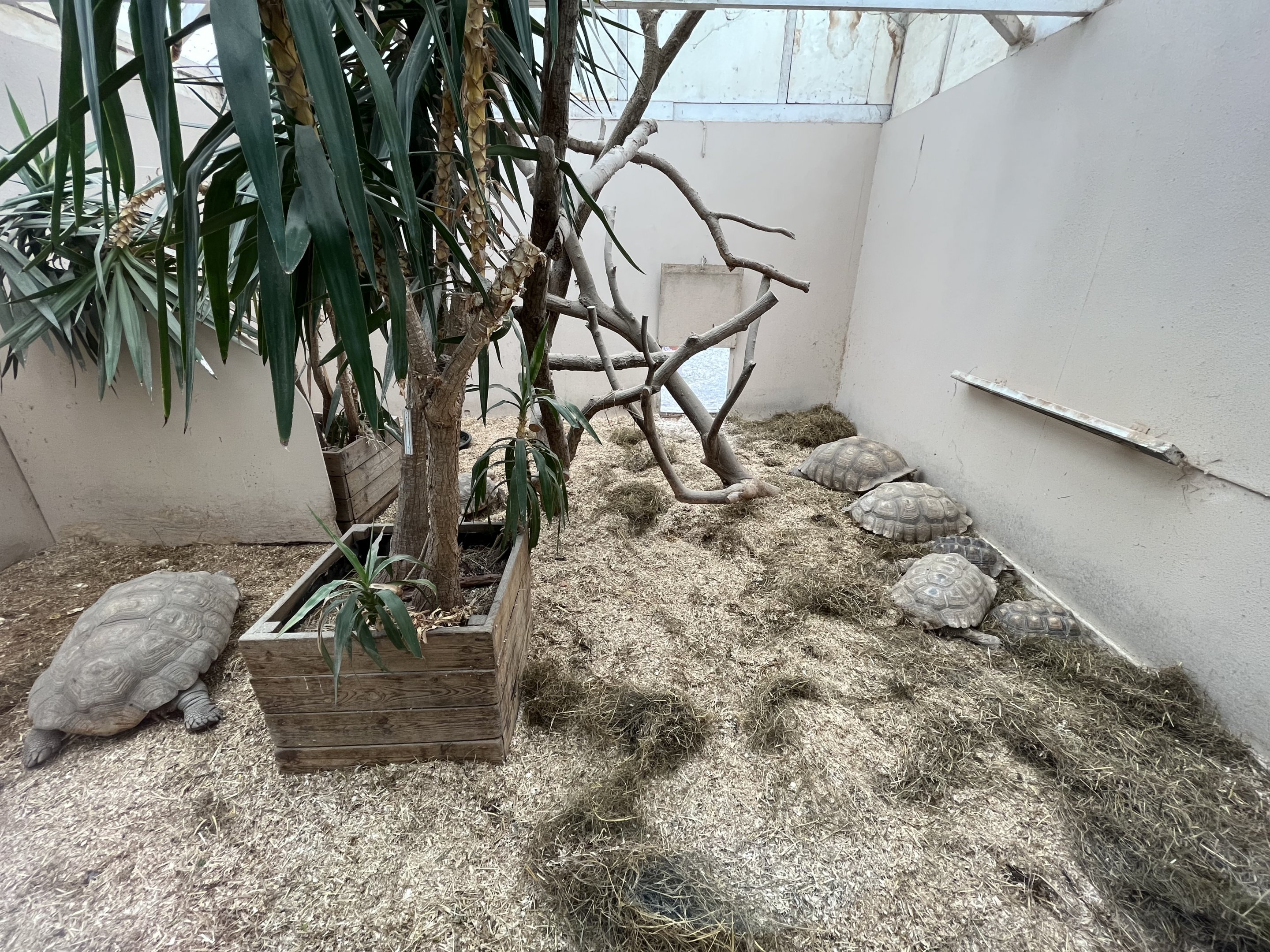 African Spurred Tortoise Exhibit