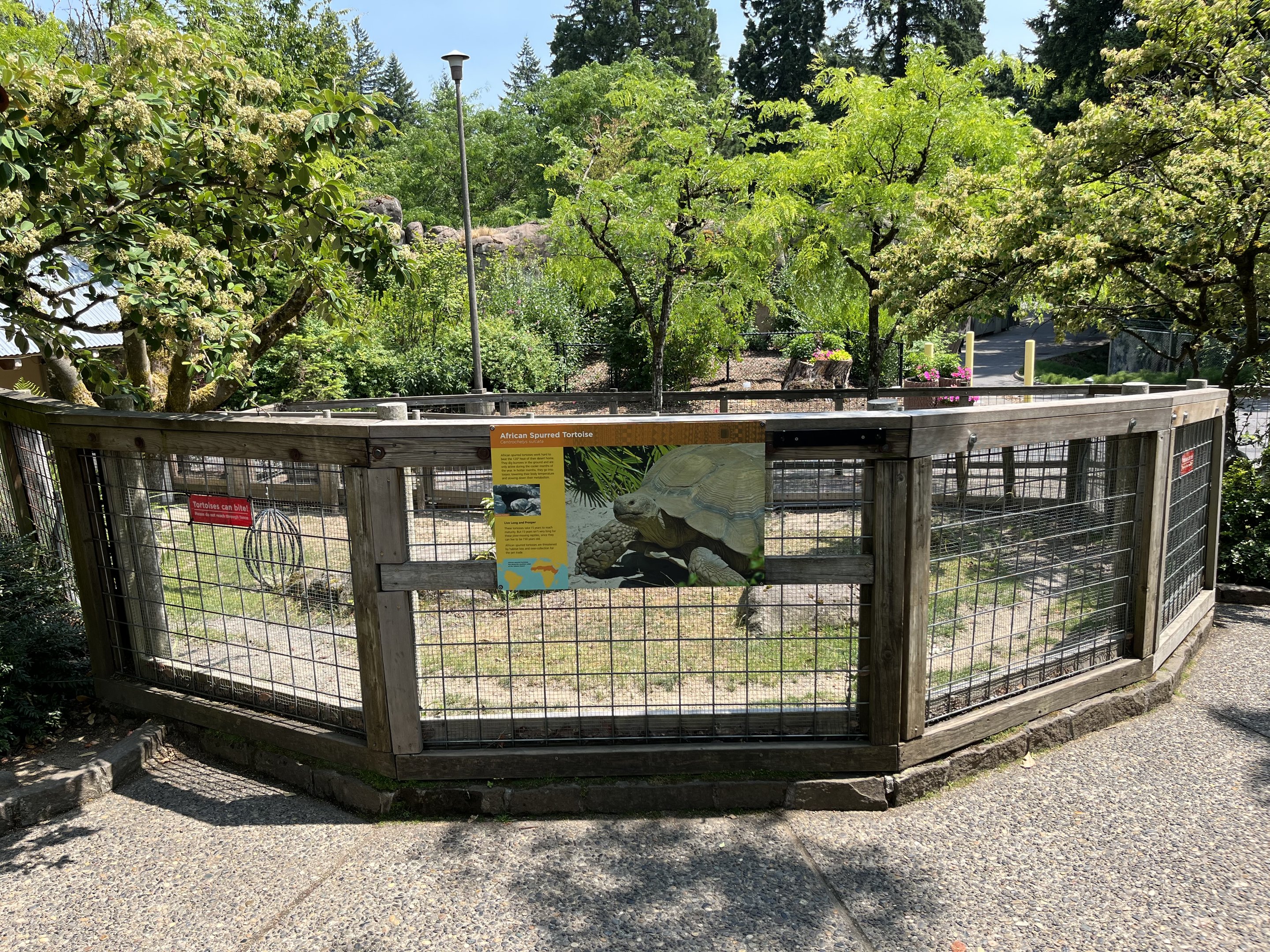 African Spurred Tortoise Exhibit