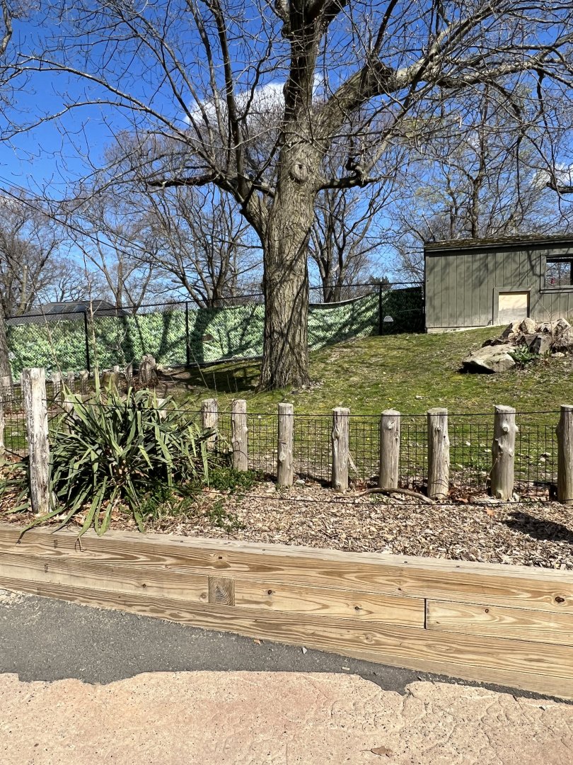 African Spurred Tortoise Exhibit