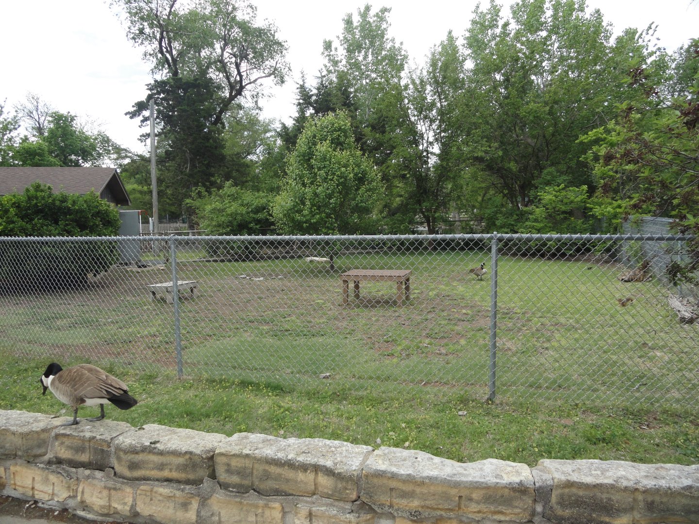 African Spurred Tortoise Exhibit