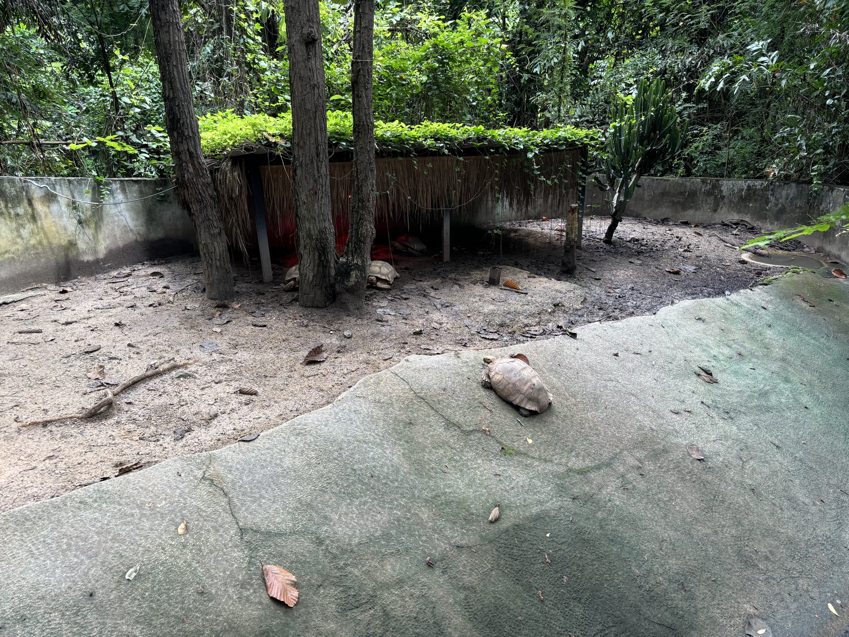 African Spurred Tortoise Exhibit