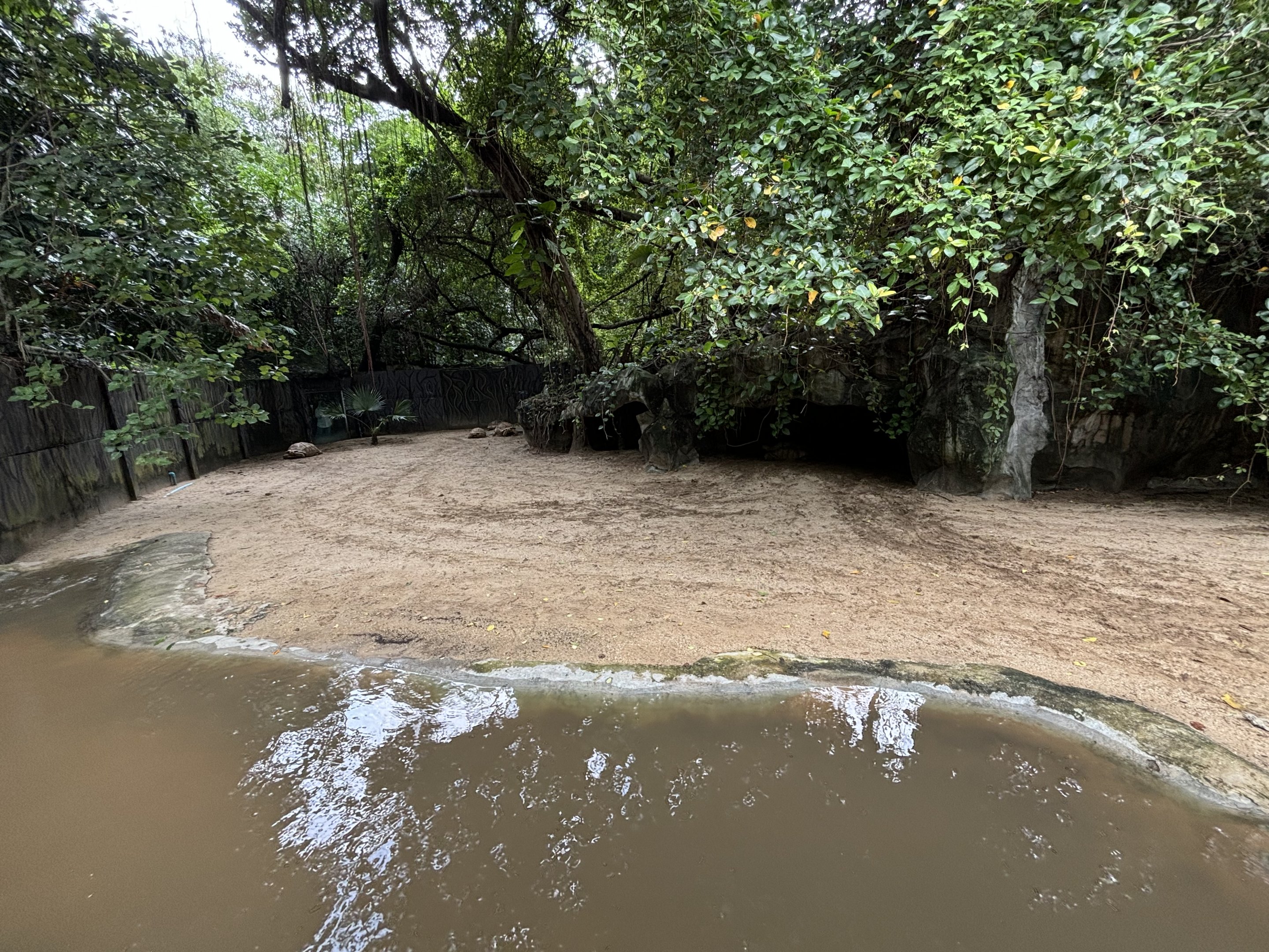 African Spurred Tortoise Exhibit