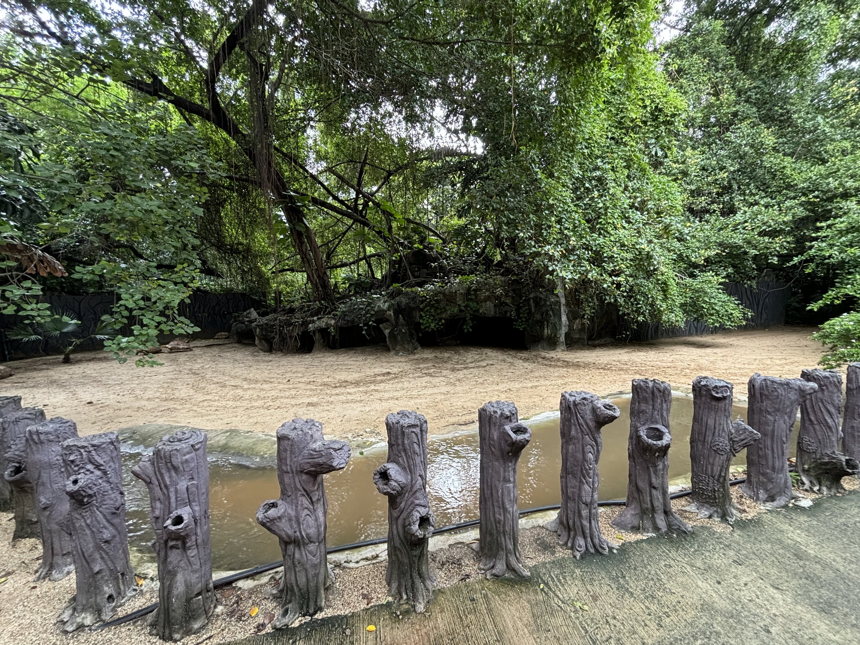 African Spurred Tortoise Exhibit