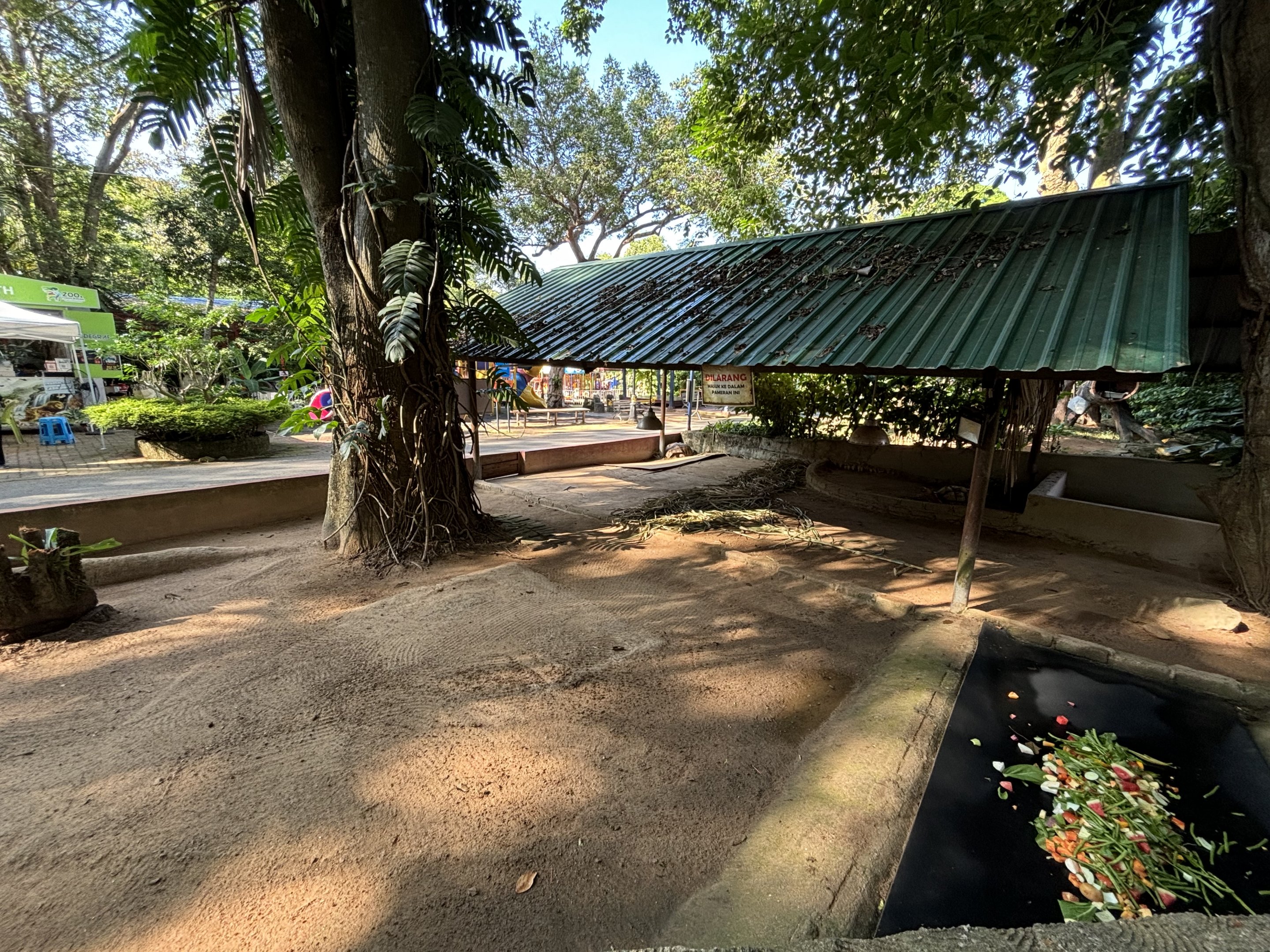 African Spurred Tortoise Exhibit