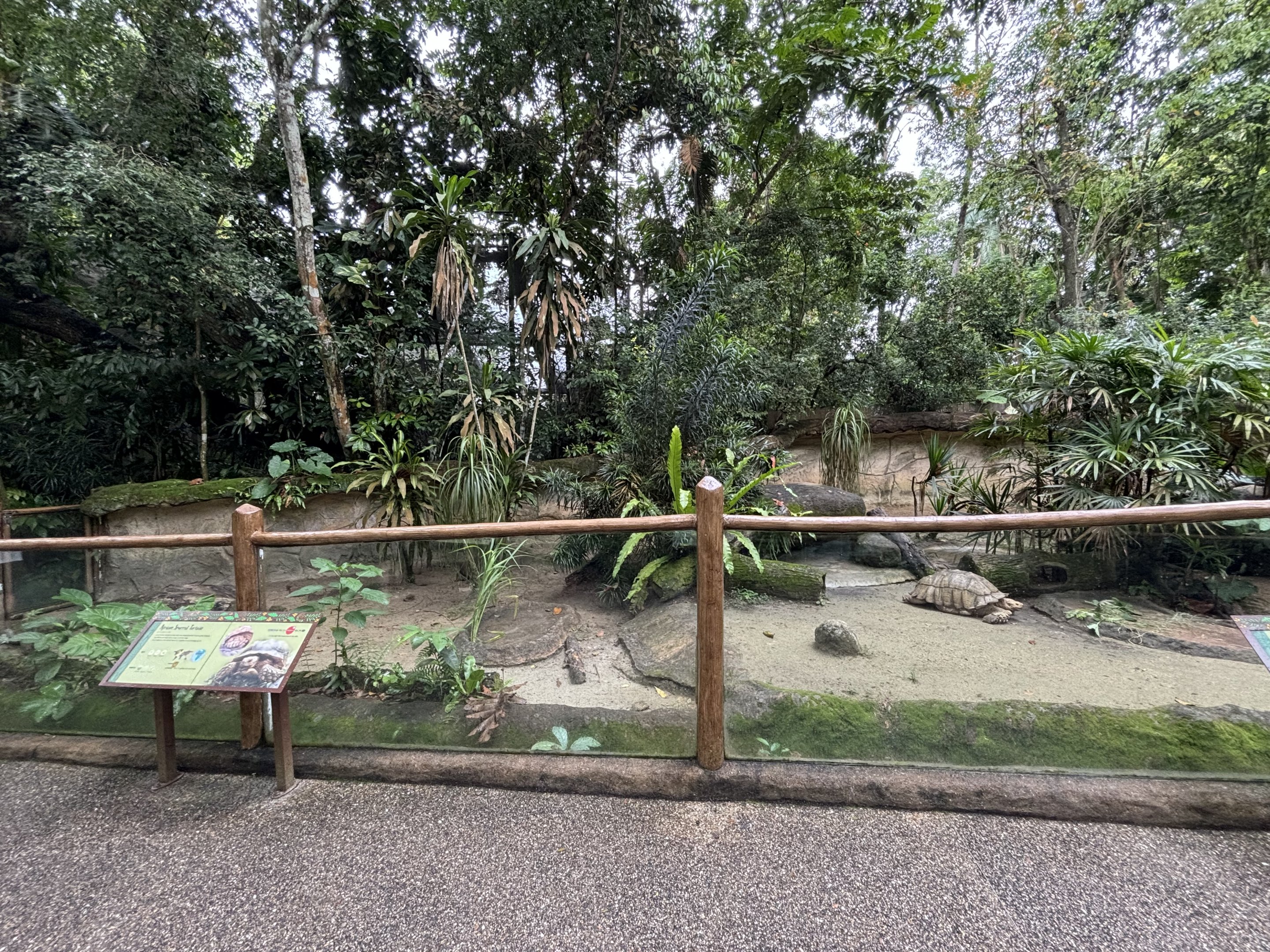 African Spurred Tortoise Exhibit