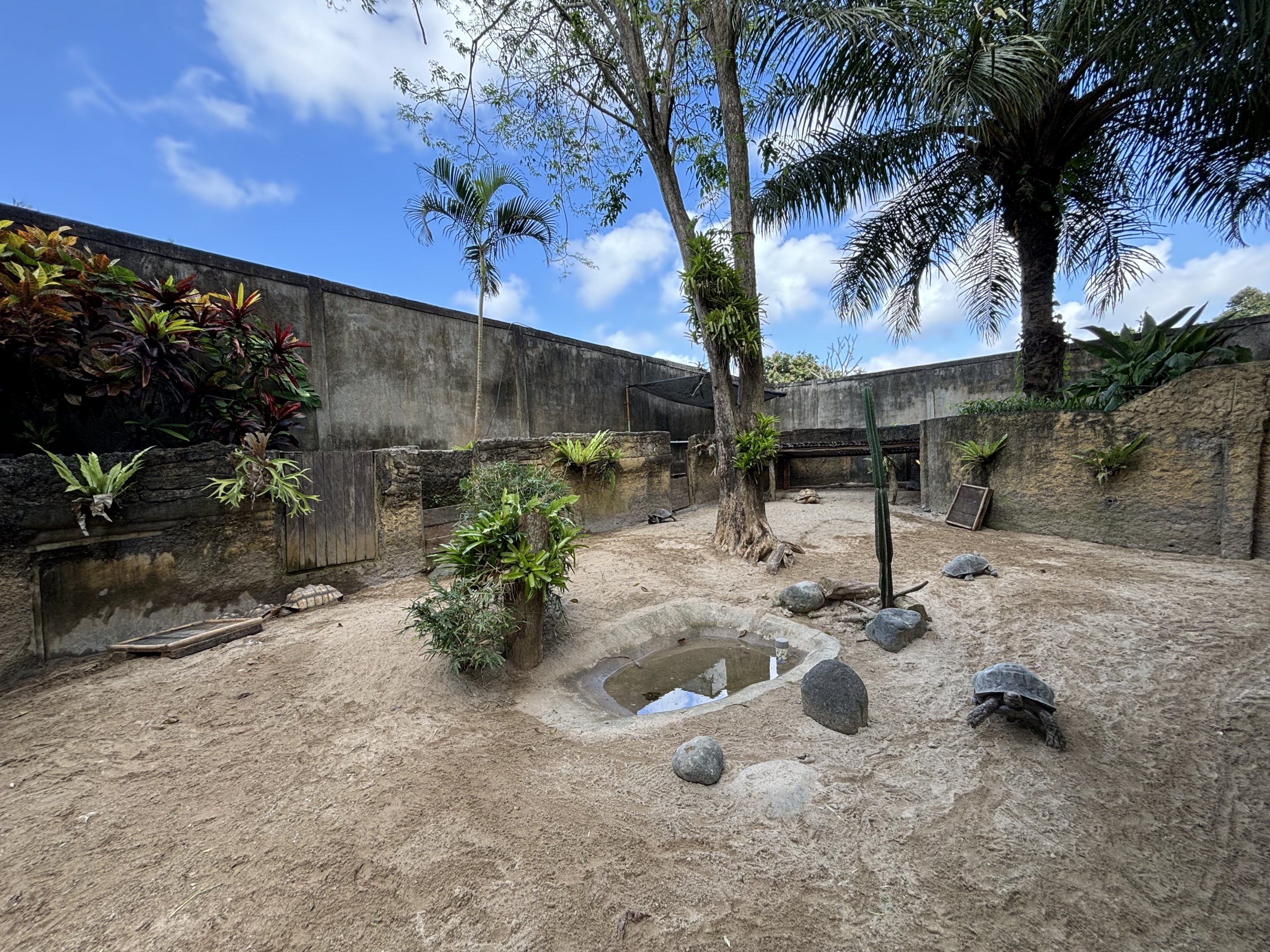 African Spurred Tortoise Exhibit