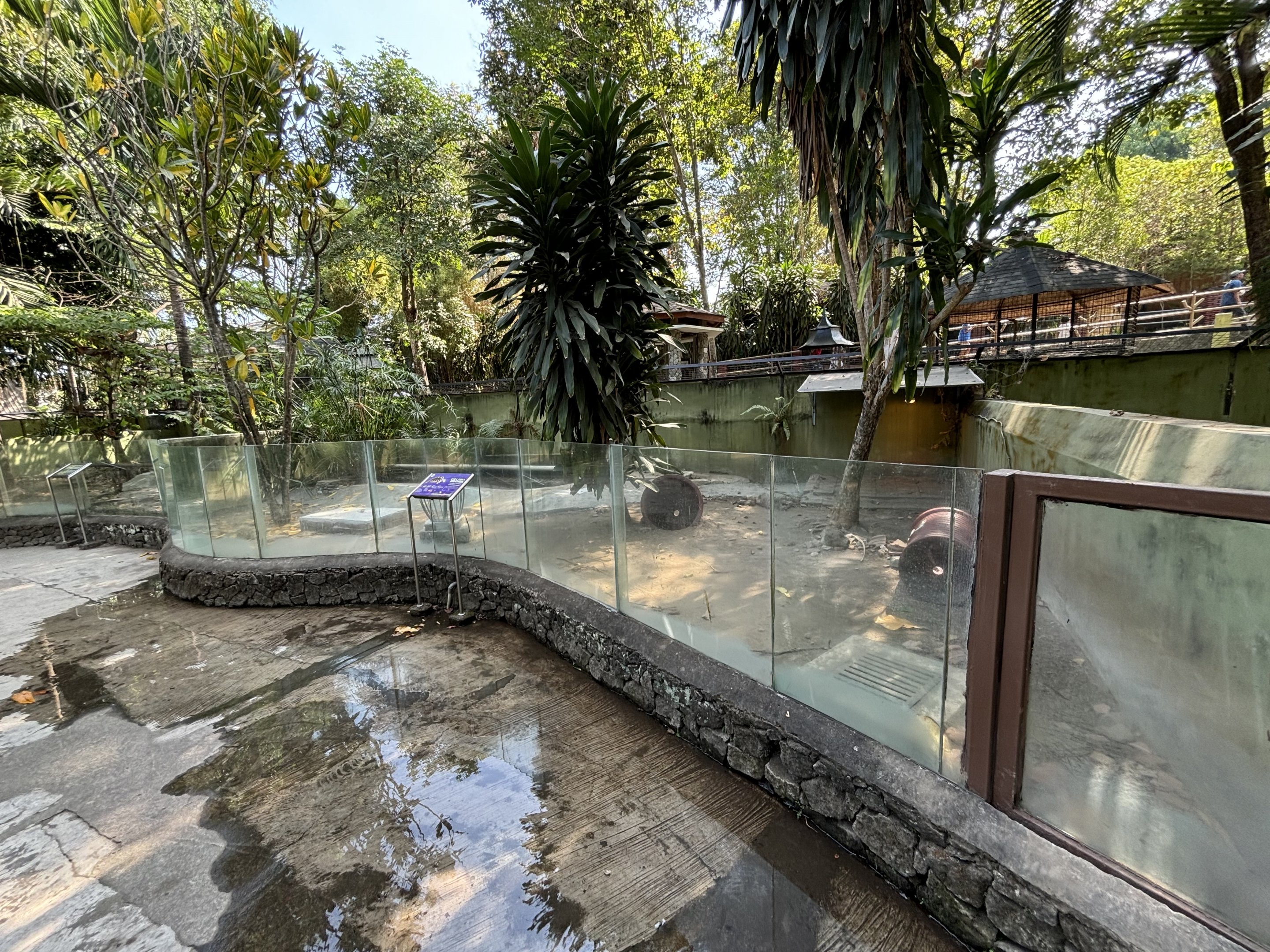 African Spurred Tortoise Exhibit