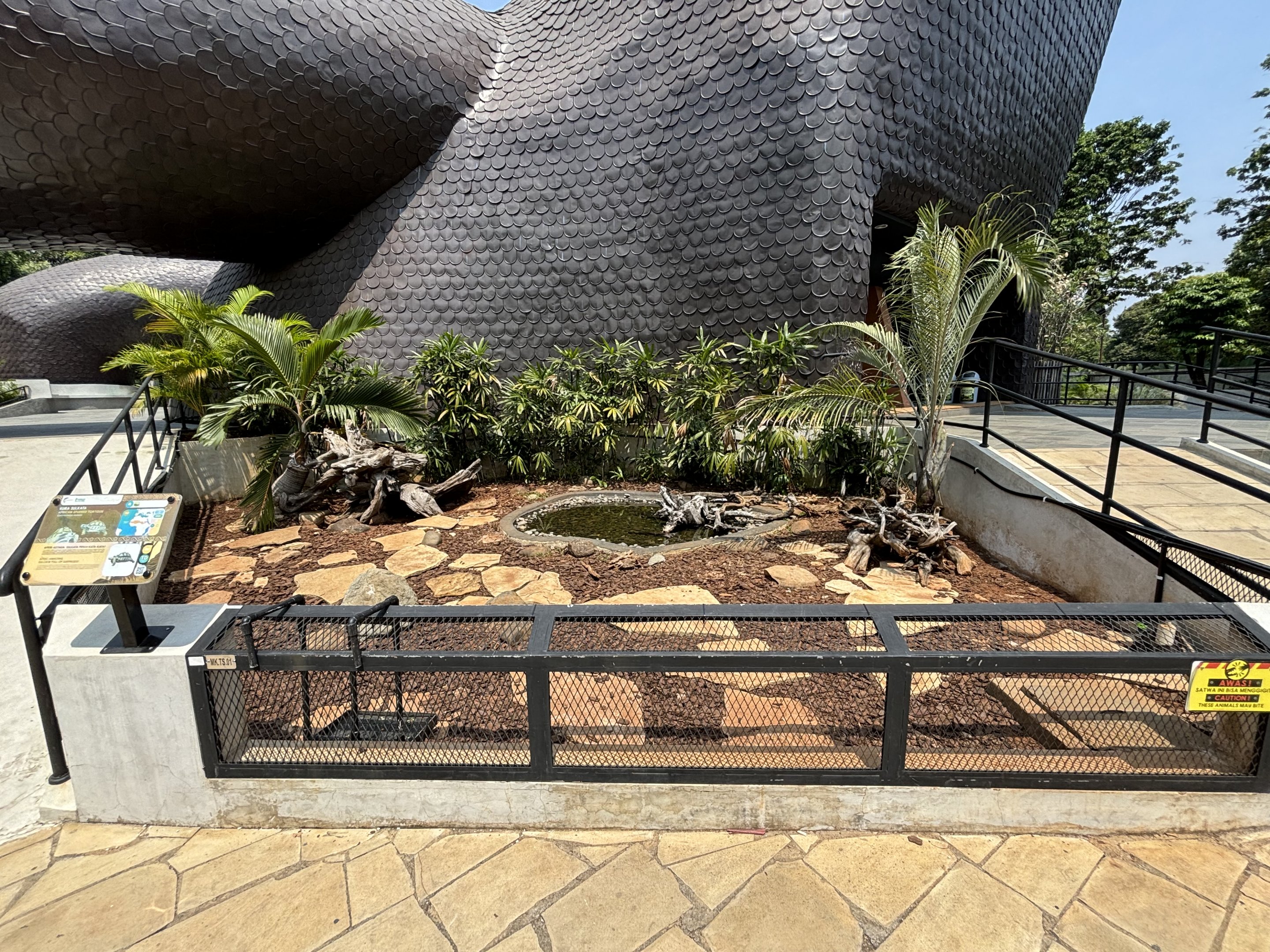 African Spurred Tortoise Exhibit