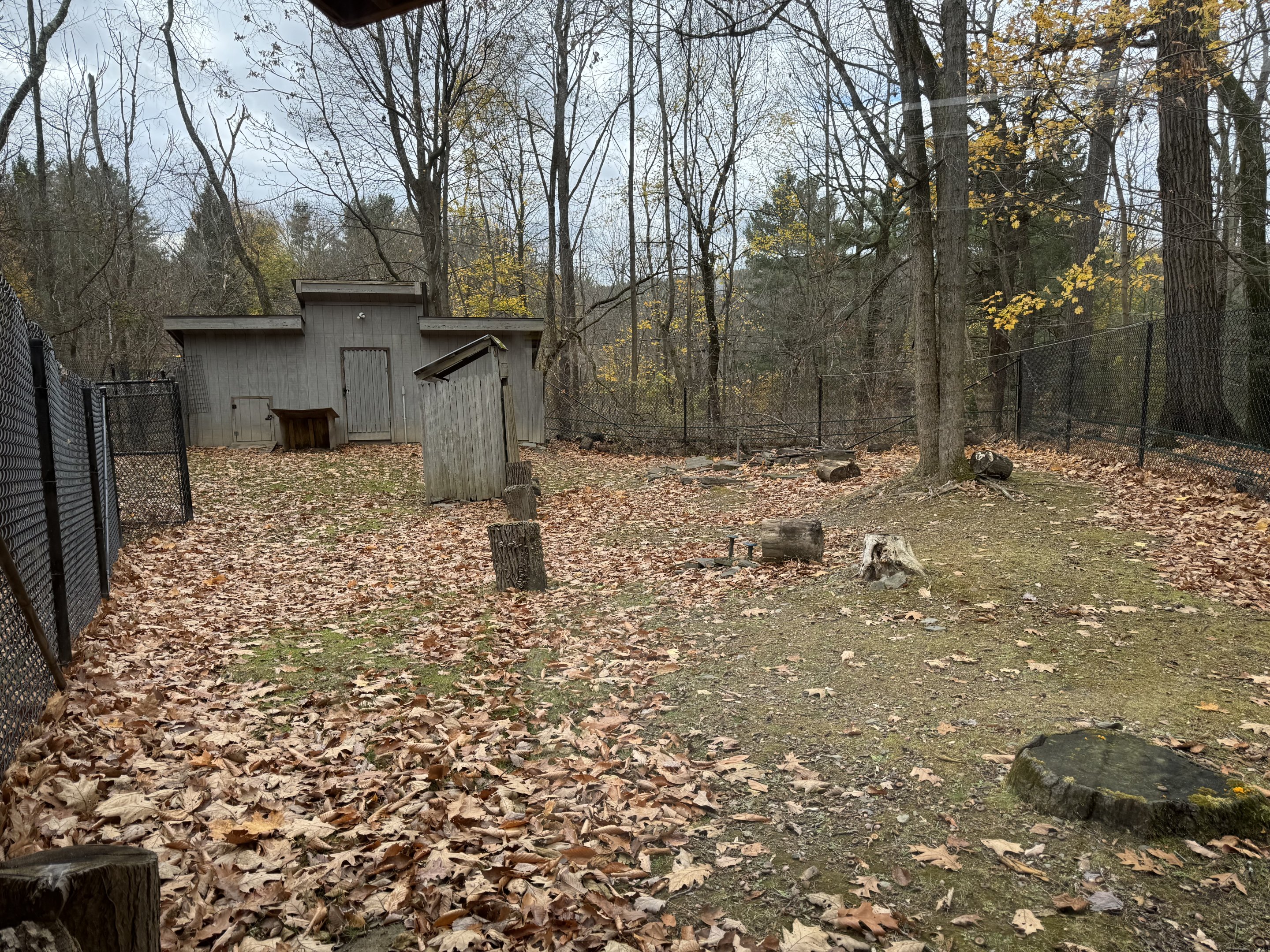 African spurred tortoise exhibit