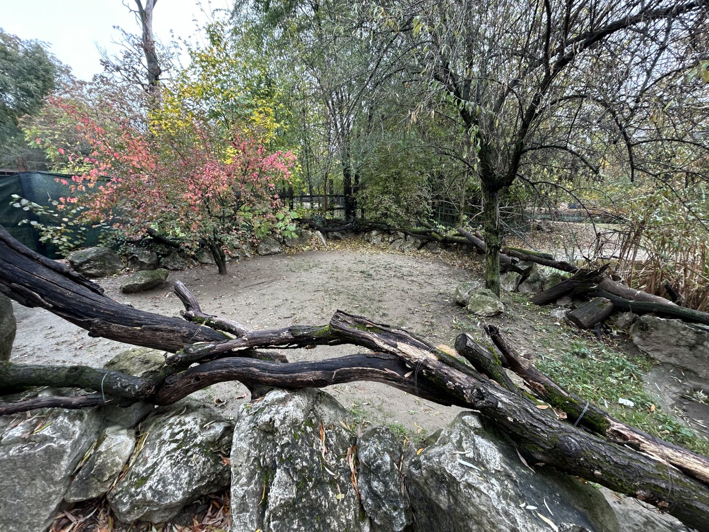 African Spurred Tortoise Exhibit