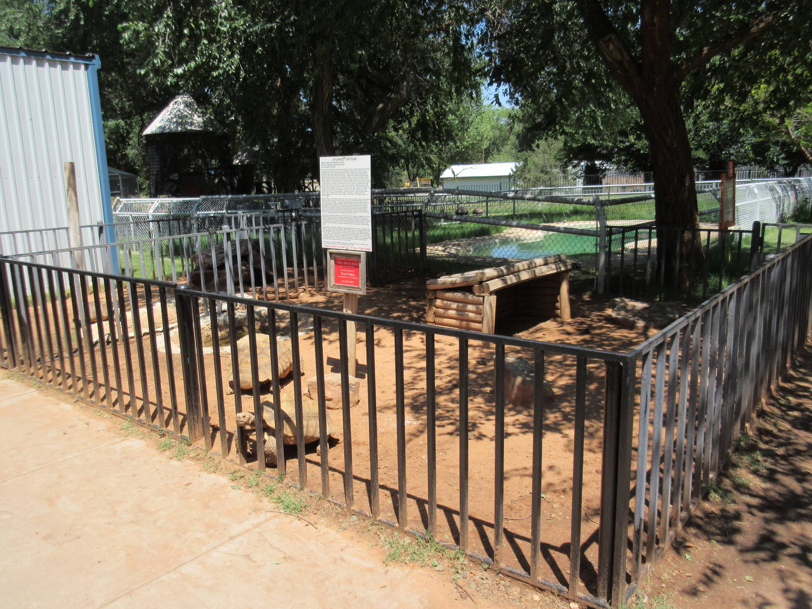 African Spurred Tortoise Exhibits
