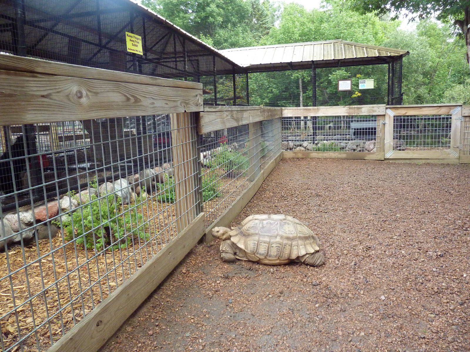 African Spurred Tortoise (free-roaming)