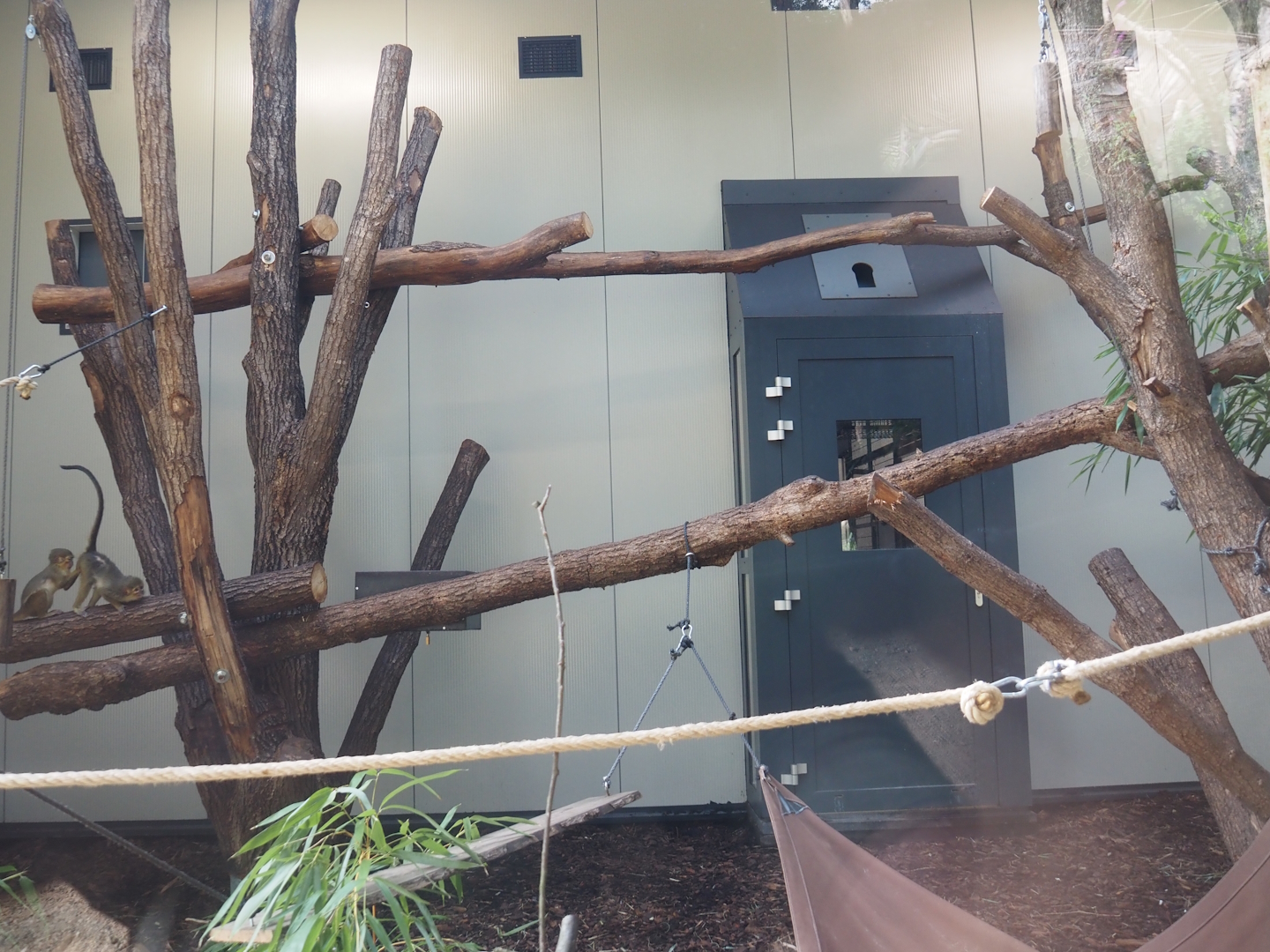 African spurred tortoise, Gabon talapoin and King colobus indoor housing, 2024-08-18