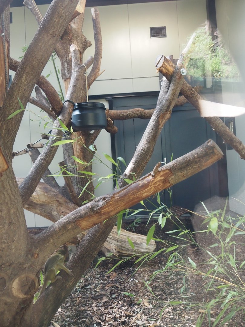 African spurred tortoise, Gabon talapoin and King colobus indoor housing, 2024-08-18