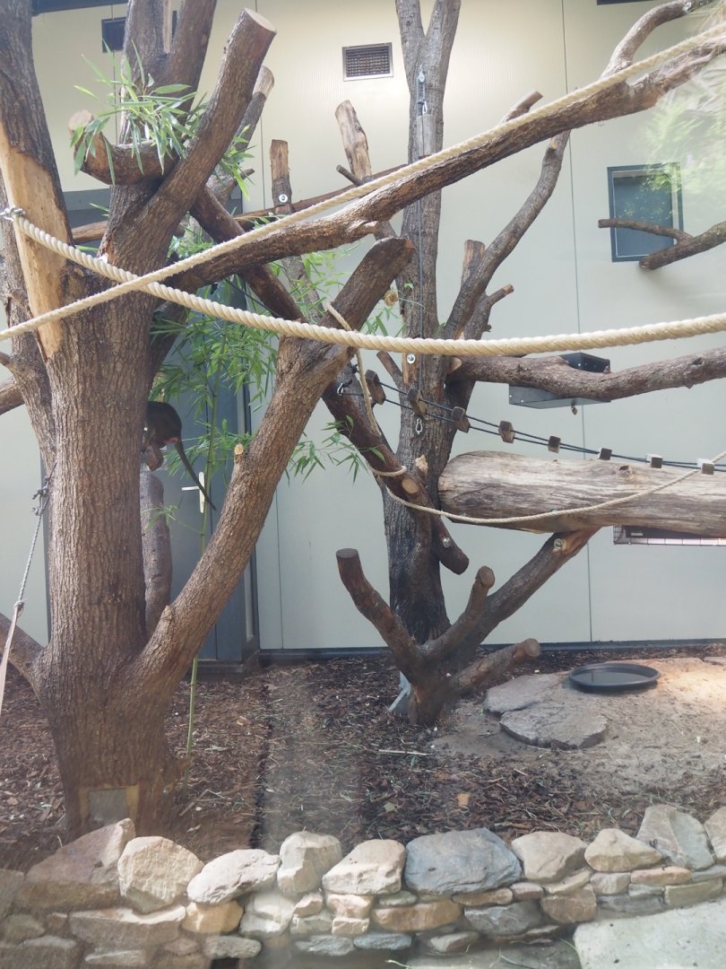 African spurred tortoise, Gabon talapoin and King colobus indoor housing, 2024-08-18