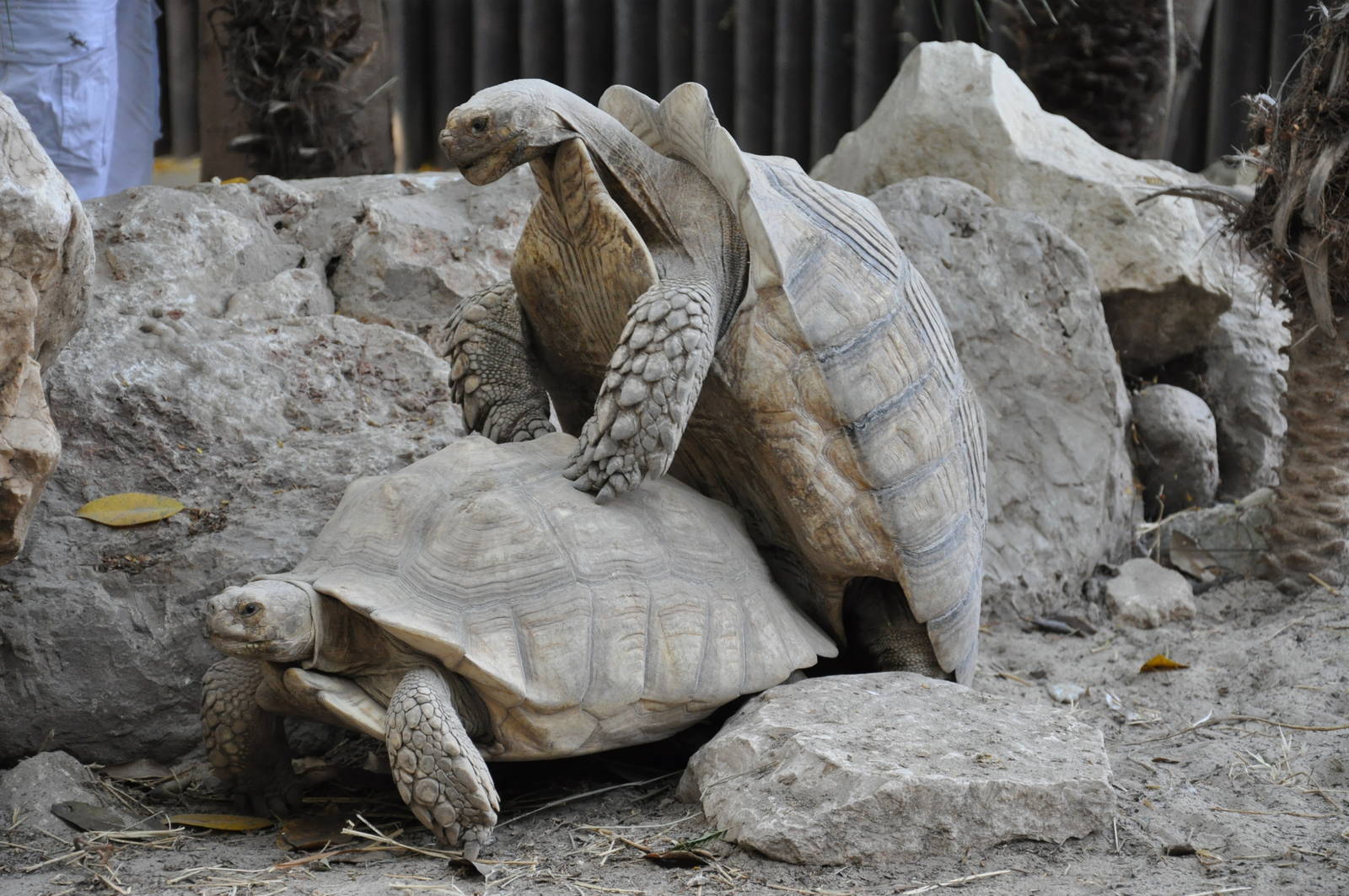 African spurred tortoise / Geochelone sulcata