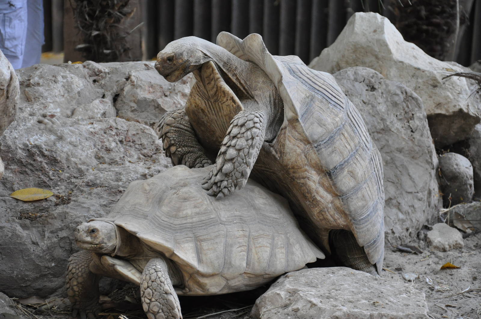 African spurred tortoise/ Geochelone sulcata