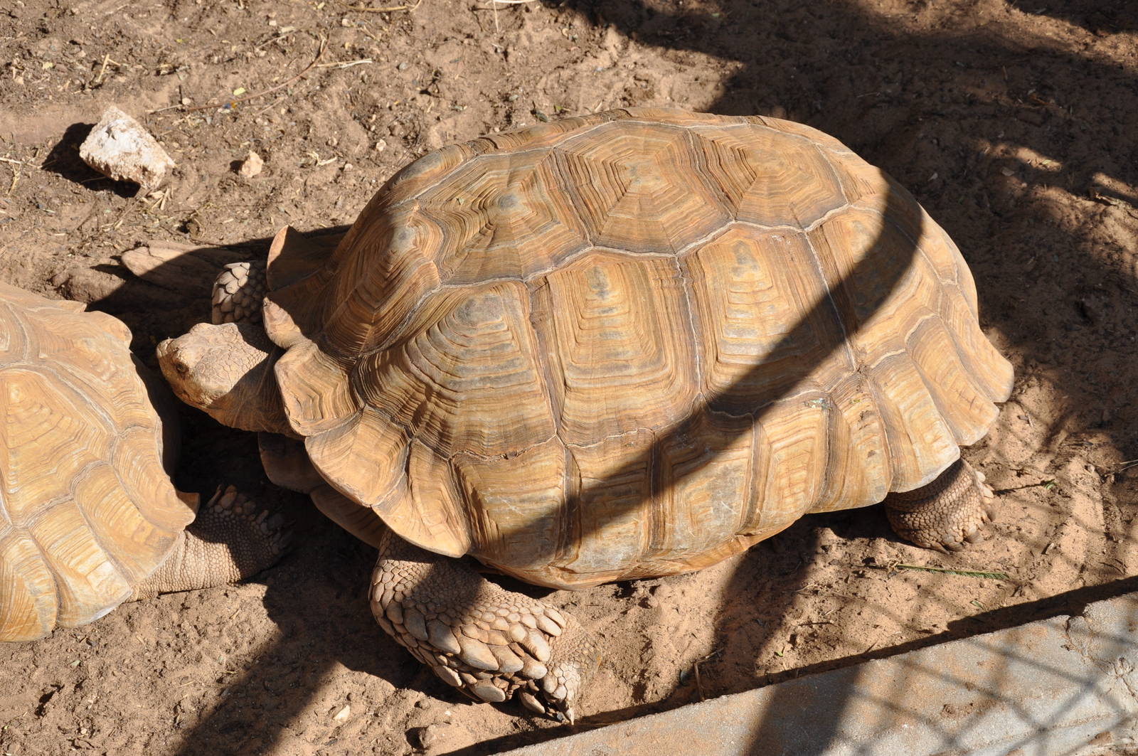 African spurred tortoise/ Geochelone sulcata