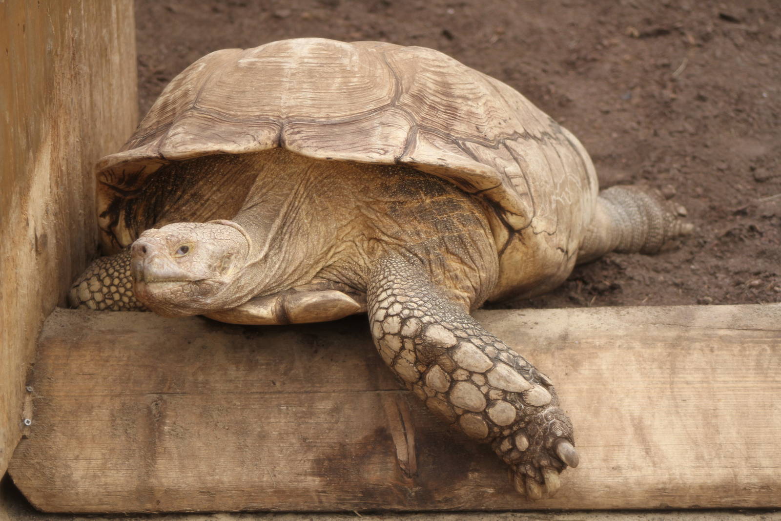 African spurred tortoise (Geochelone sulcata)