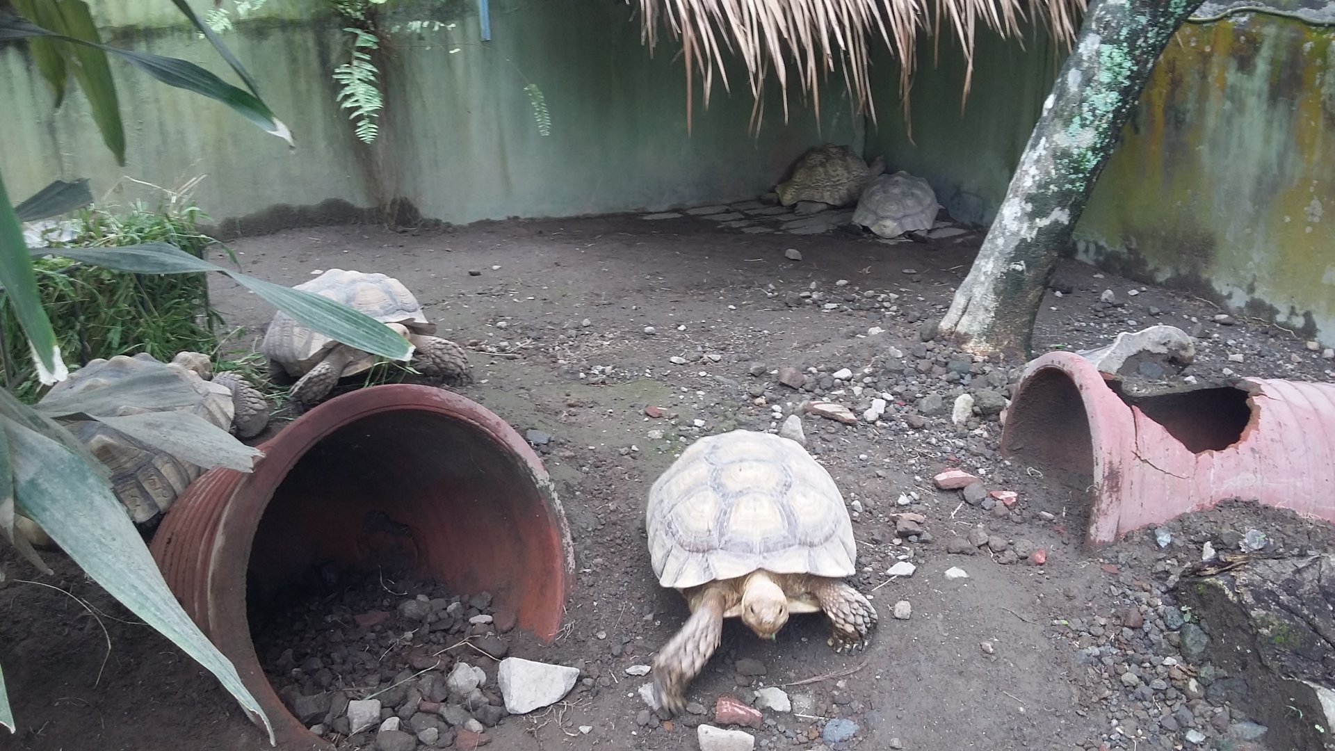 African spurred tortoise (Geochelone sulcata)