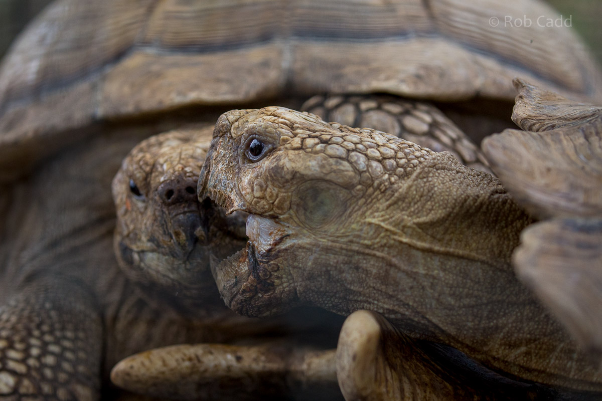 African spurred tortoise : Hamerton : 12 Jul 2015