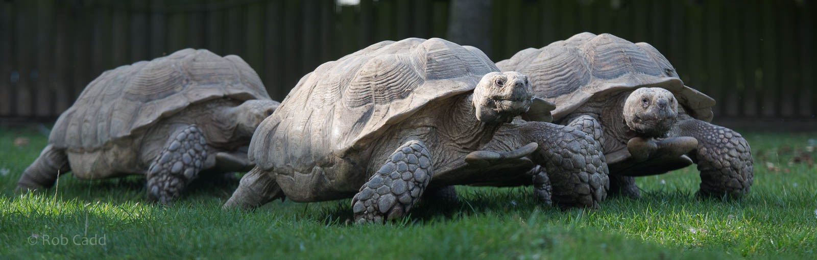 African spurred tortoise : Hamerton : 27 Sep 2014