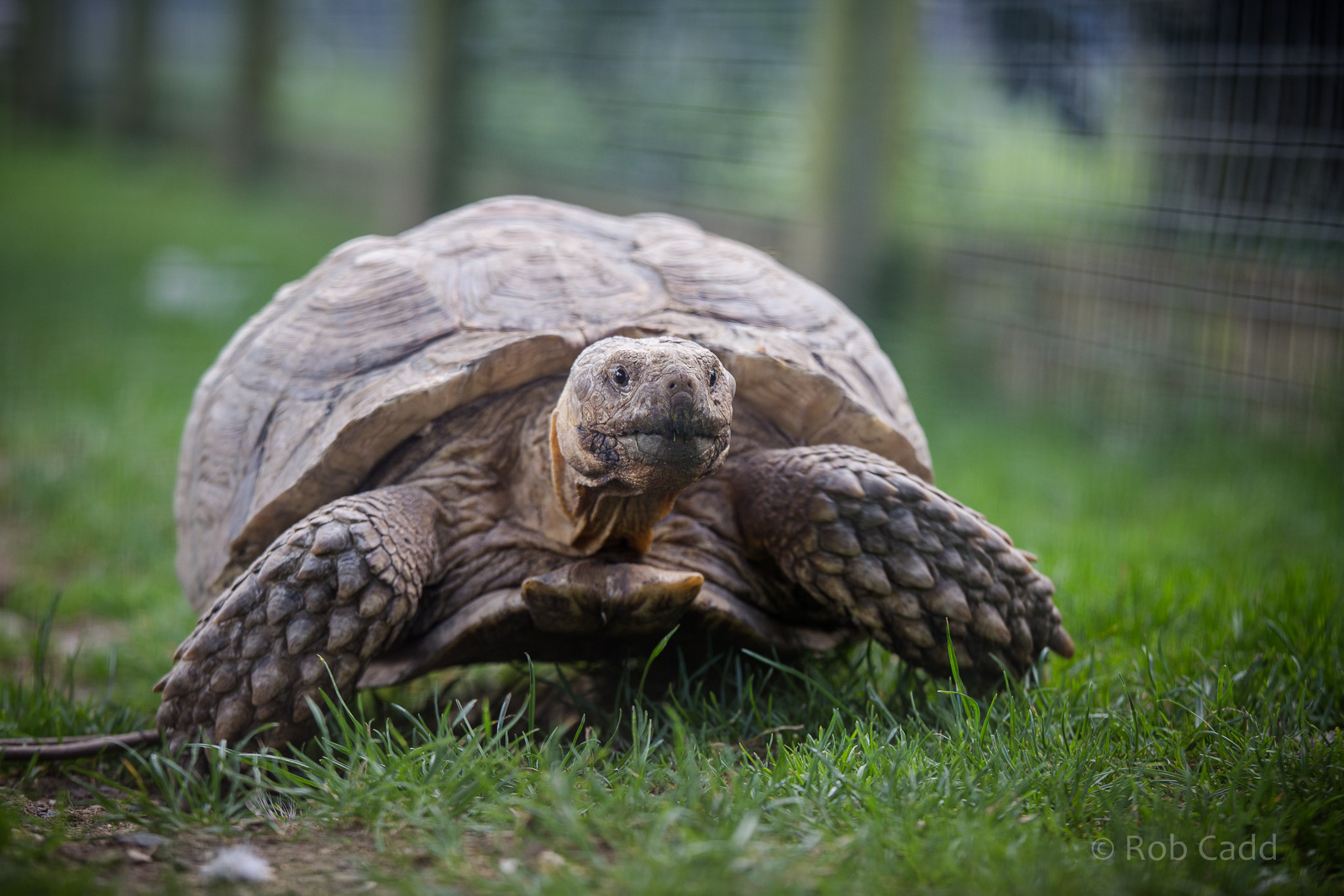 African spurred tortoise : Hamerton : 31 Aug 2014
