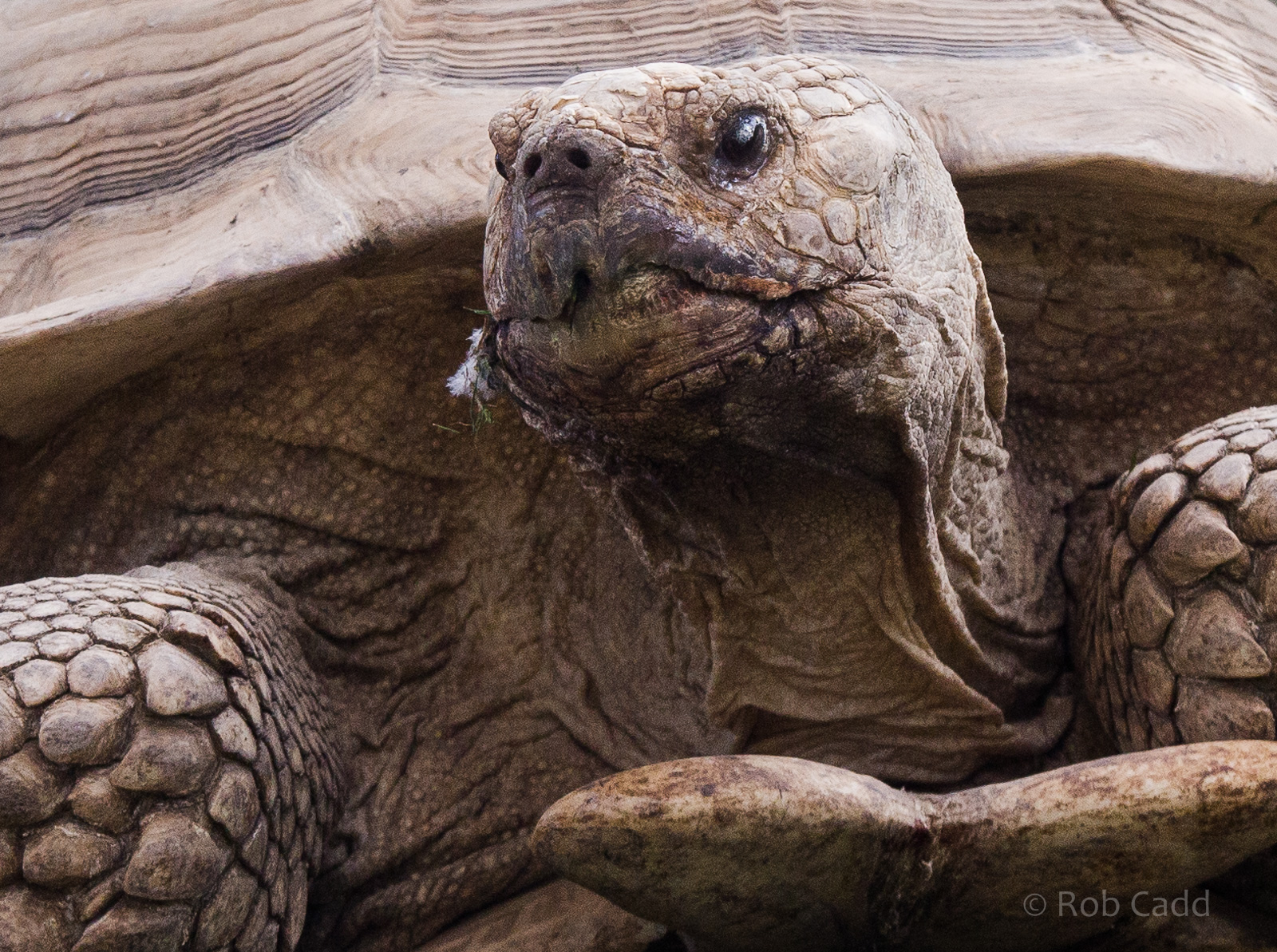 African spurred tortoise : Hamerton : 31 Aug 2014