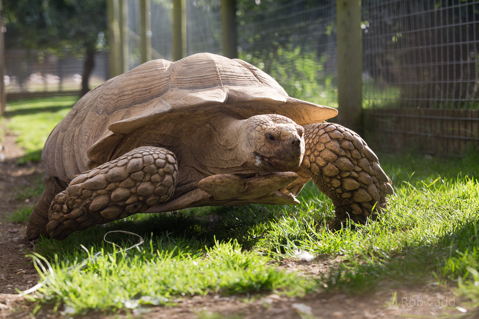 African spurred tortoise : Hamerton : 31 Aug 2014